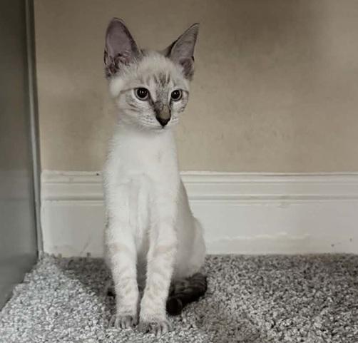 Enlarge Frankie, a Adoptable Siamese in Waxahachie, TX image 3/4