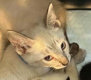 Enlarge Frankie, a Adoptable Siamese in Waxahachie, TX image 4/4