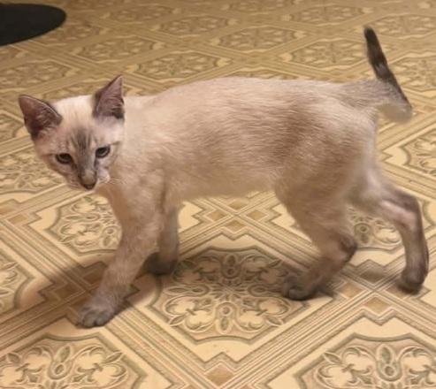 Enlarge Frankie, a Adoptable Siamese in Waxahachie, TX image 2/4