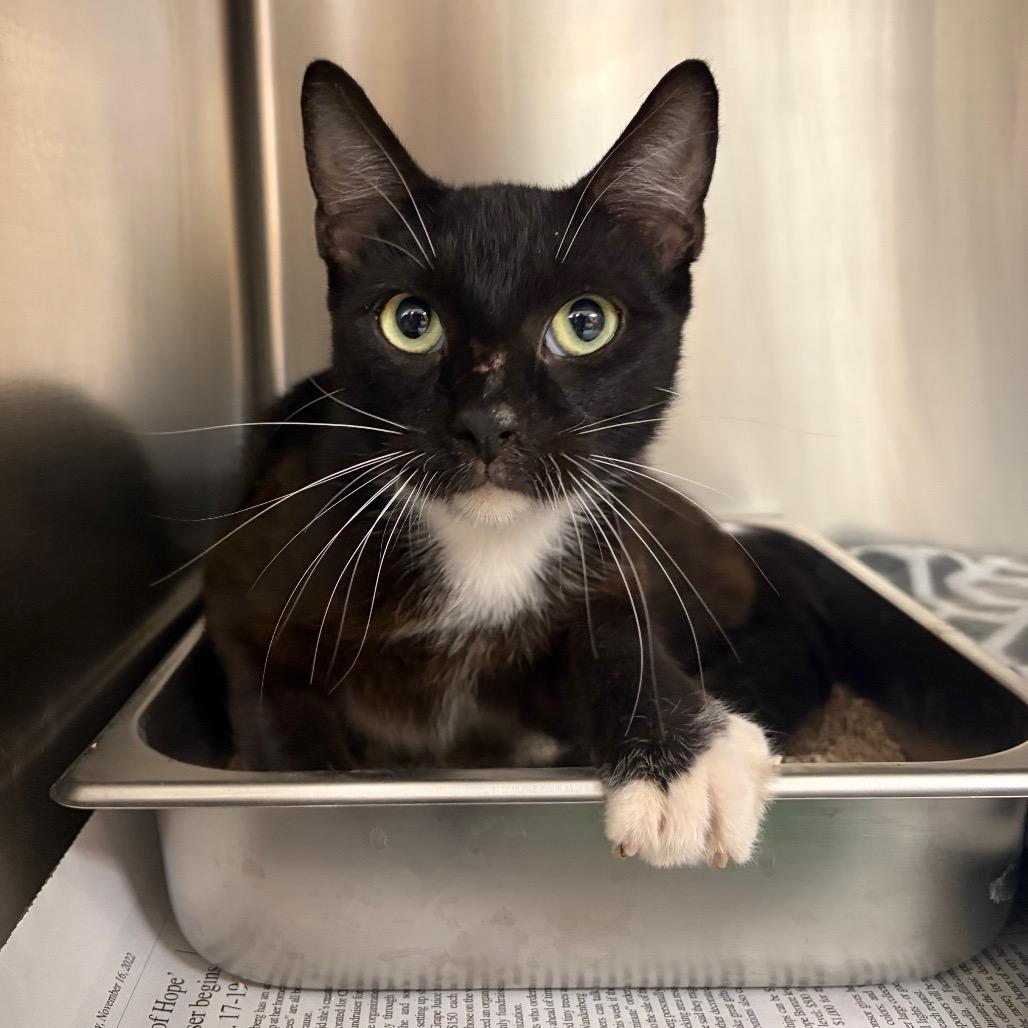 KCAC #628.26, Adoptable, Adult Male Domestic Short Hair.