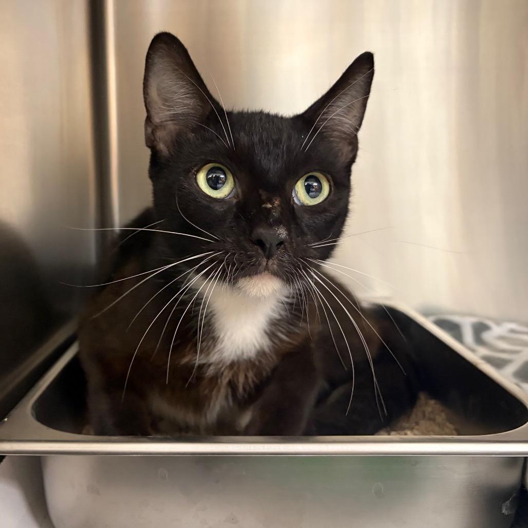 KCAC #628.26, a Adoptable Domestic Short Hair in Kerrville, TX image 2/2