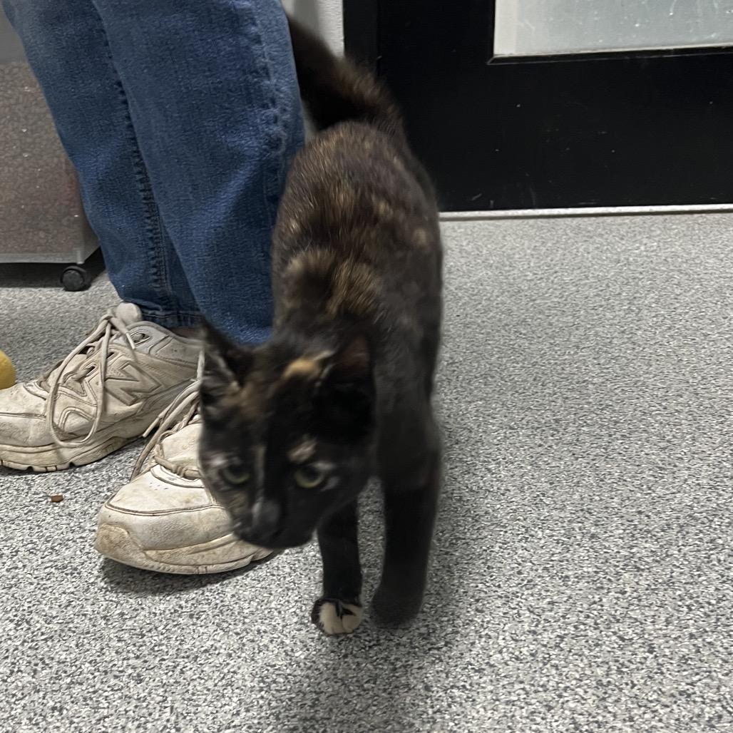 Enlarge Pepper, an adopted Domestic Short Hair in Monticello, IA image 5/5