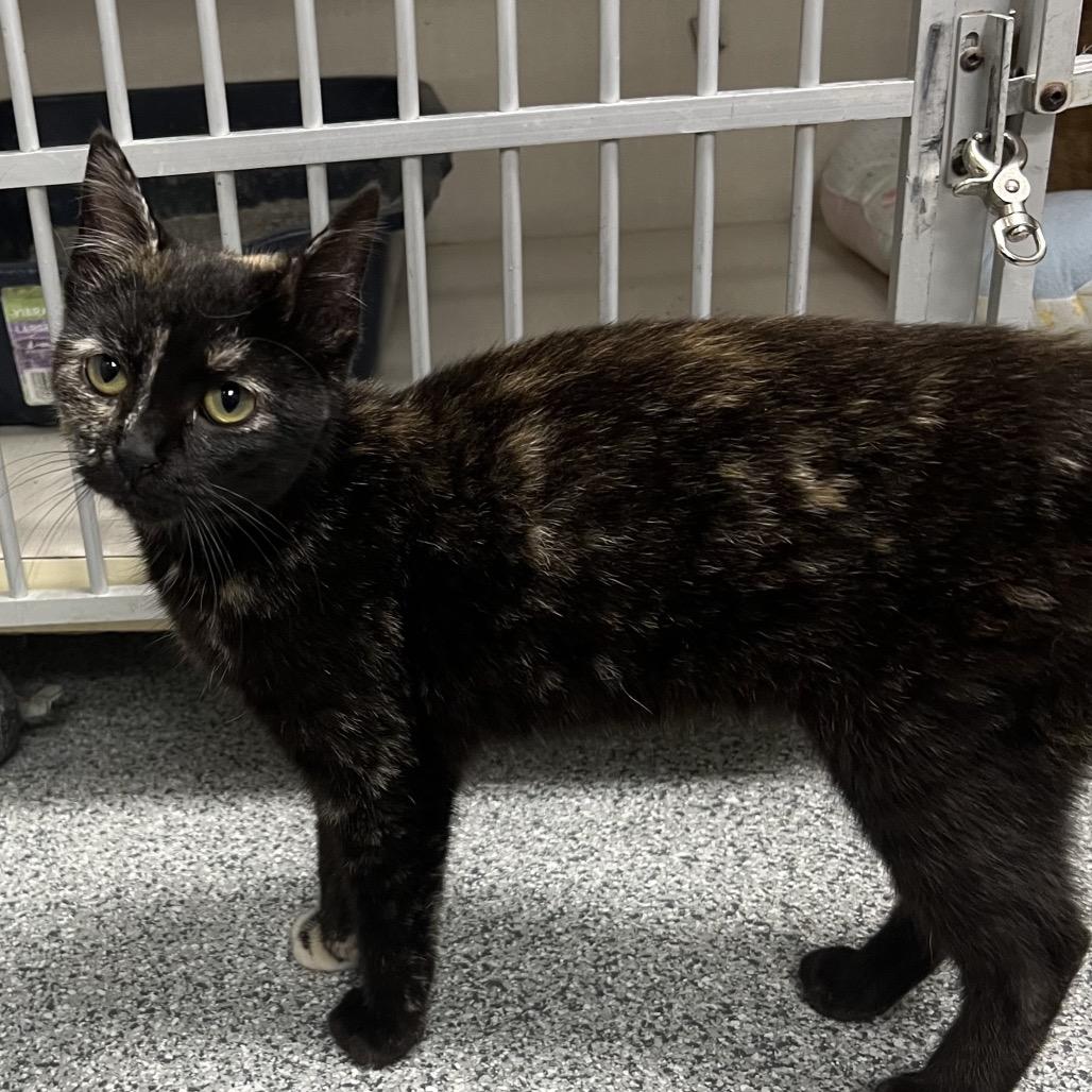 Enlarge Pepper, an adopted Domestic Short Hair in Monticello, IA image 4/5