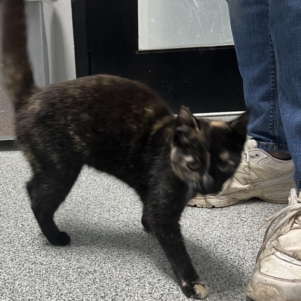 Enlarge Pepper, an adopted Domestic Short Hair in Monticello, IA image 2/5