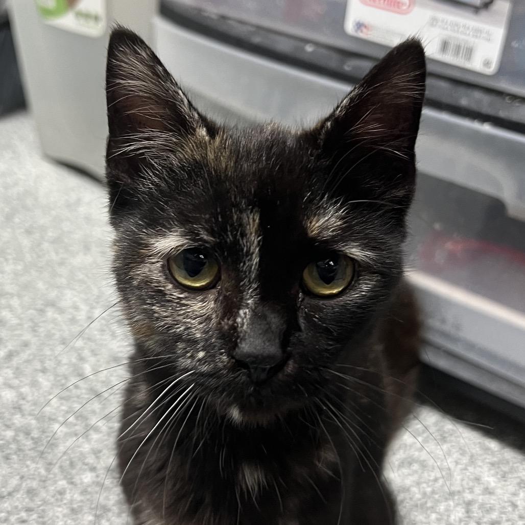 Pepper, adopted, Young Female Domestic Short Hair.
