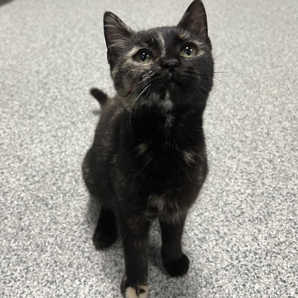 Enlarge Pepper, an adopted Domestic Short Hair in Monticello, IA image 3/5