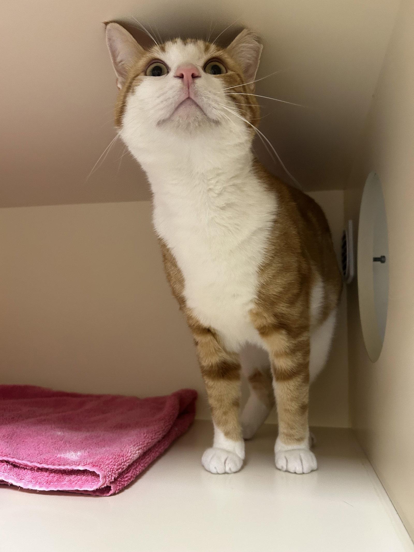 Buster, Adoptable, Adult Male Domestic Short Hair.