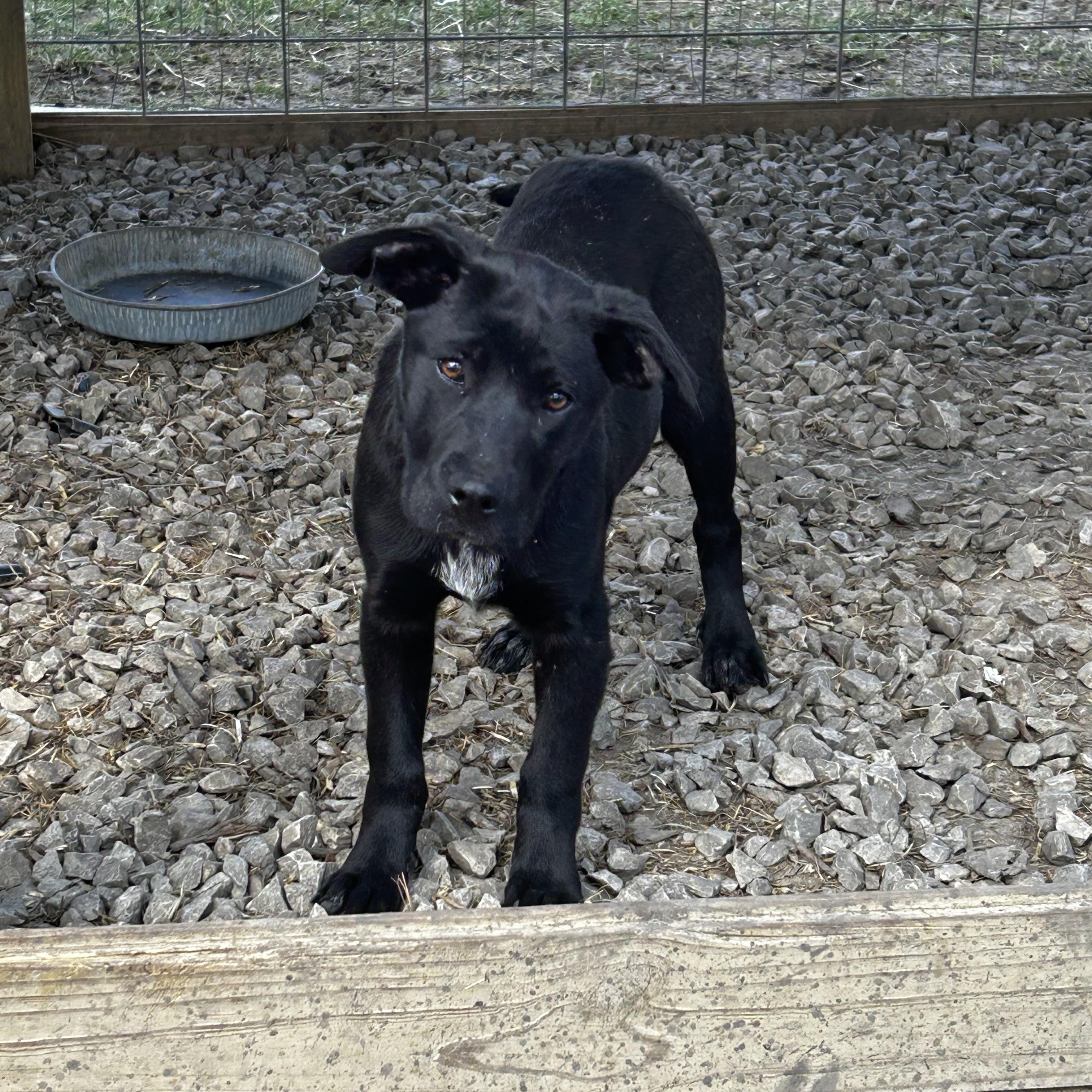 Ella, a Adoptable mixed breed in Brownstown, IN image 1/4