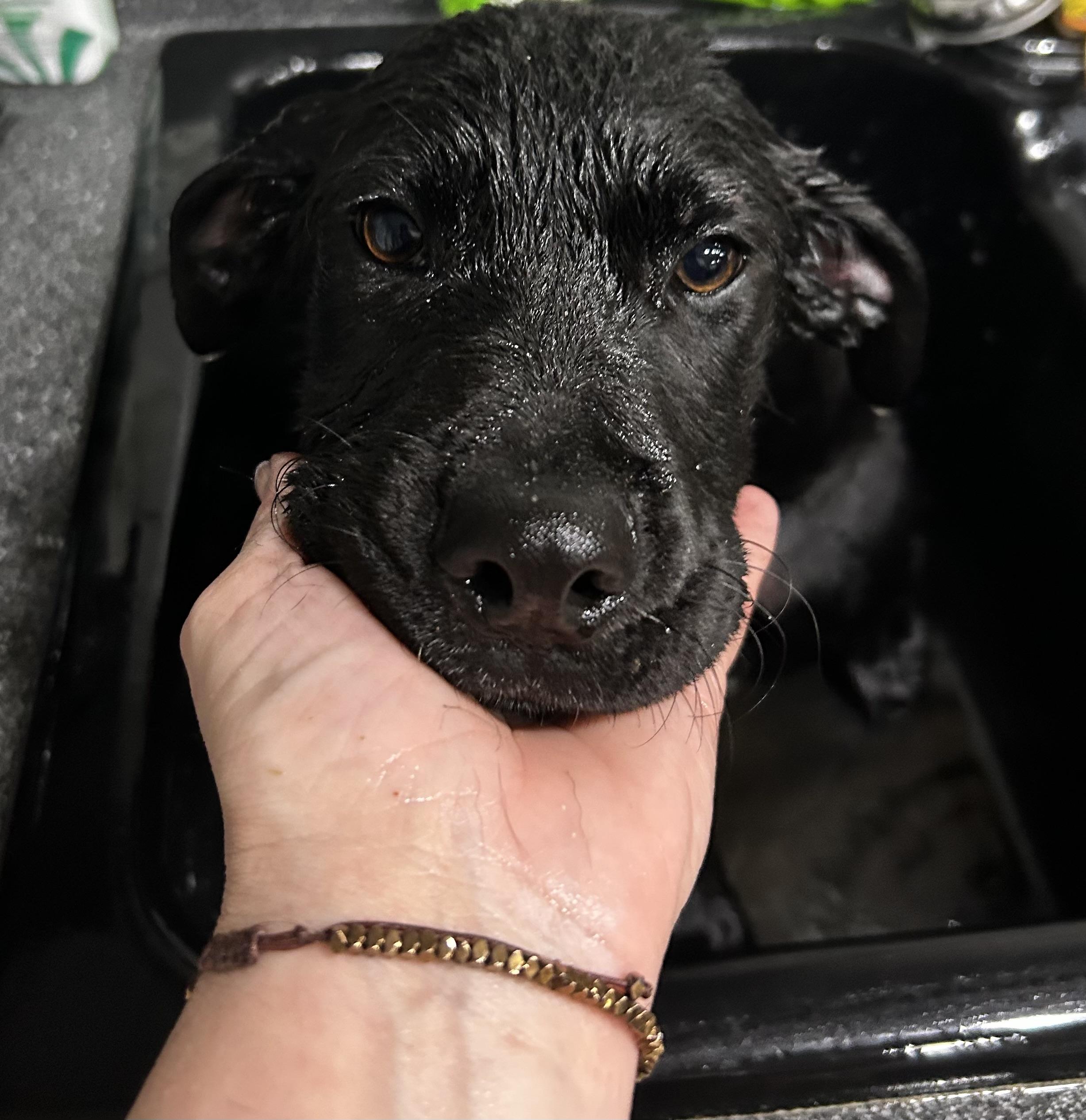 Ella, a Adoptable mixed breed in Brownstown, IN image 3/4