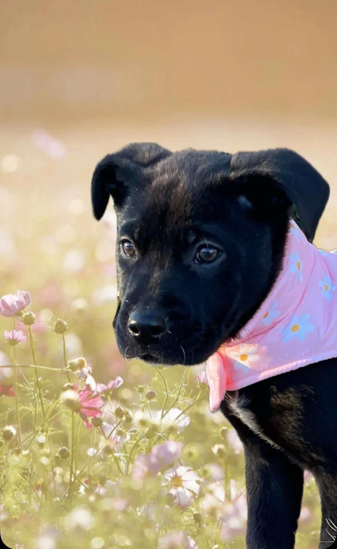 Ella, a Adoptable mixed breed in Brownstown, IN image 4/4