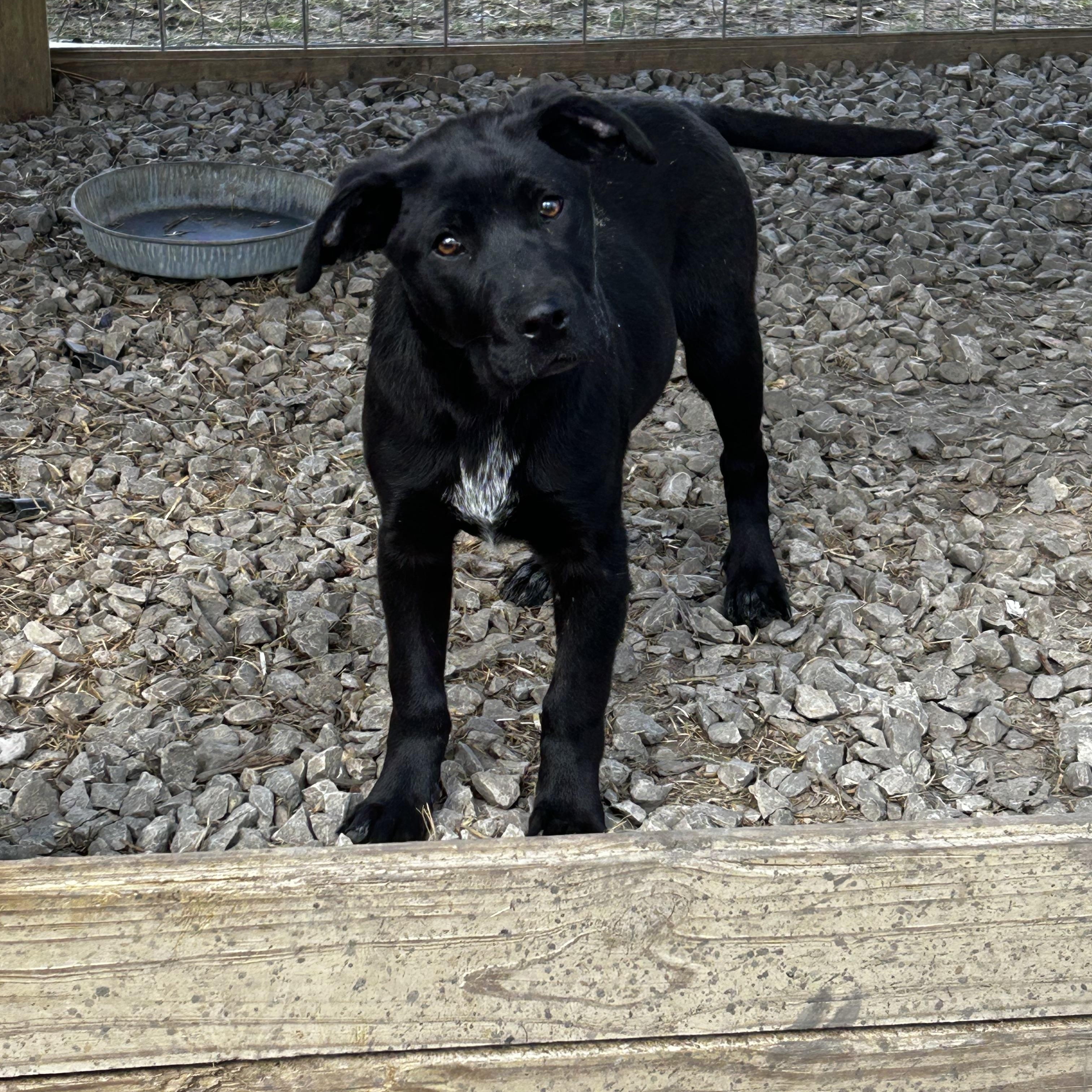 Ella, a Adoptable mixed breed in Brownstown, IN image 2/4