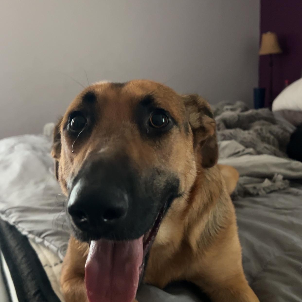 Enlarge Scarlet, a Adoptable German Shepherd Dog in quinton, AL image 1/6