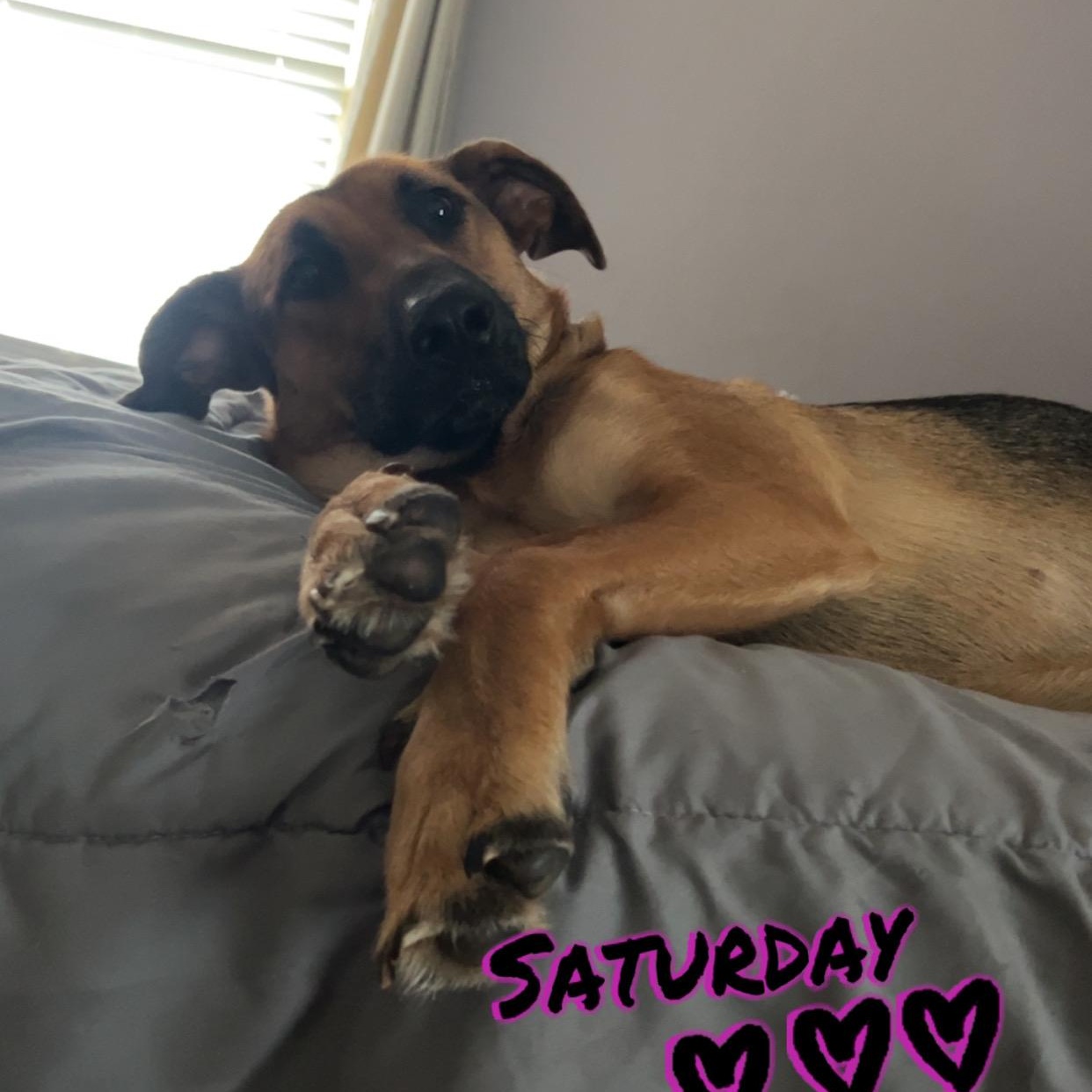 Enlarge Scarlet, a Adoptable German Shepherd Dog in quinton, AL image 6/6