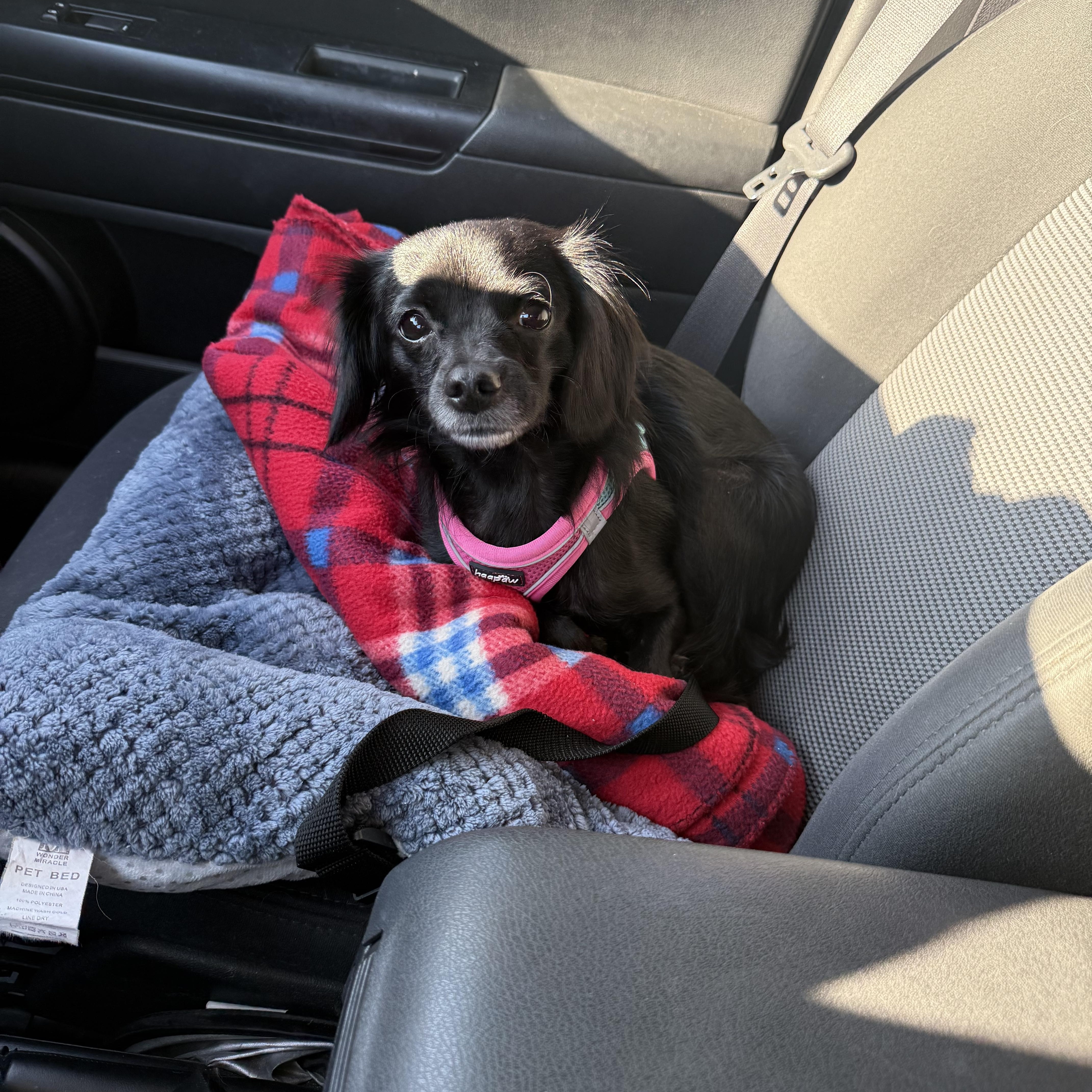 Marigold, an adoptable Papillon, Chihuahua in Kings Mountain, NC, 28086 | Photo Image 2
