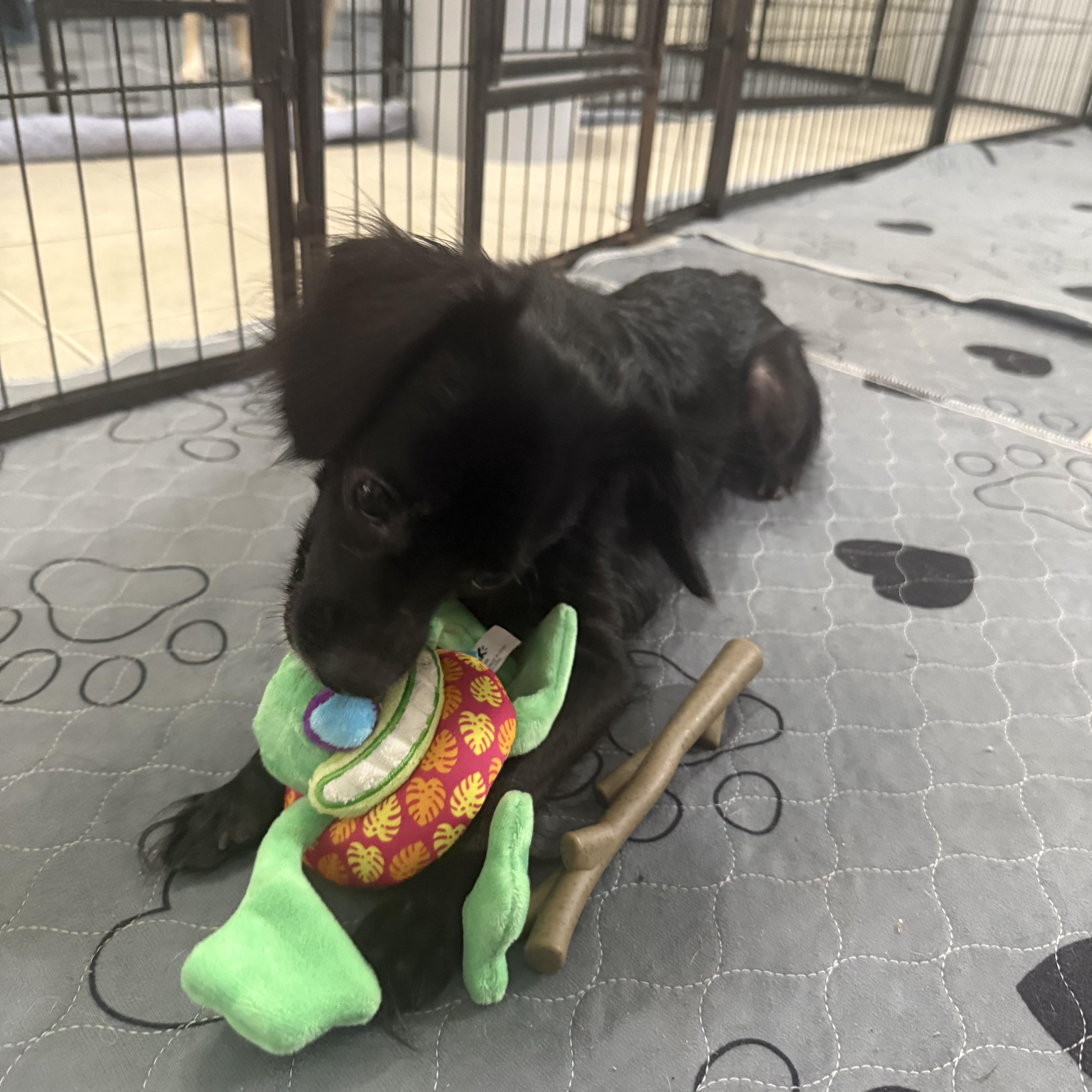 Marigold, an adoptable Papillon, Chihuahua in Kings Mountain, NC, 28086 | Photo Image 5
