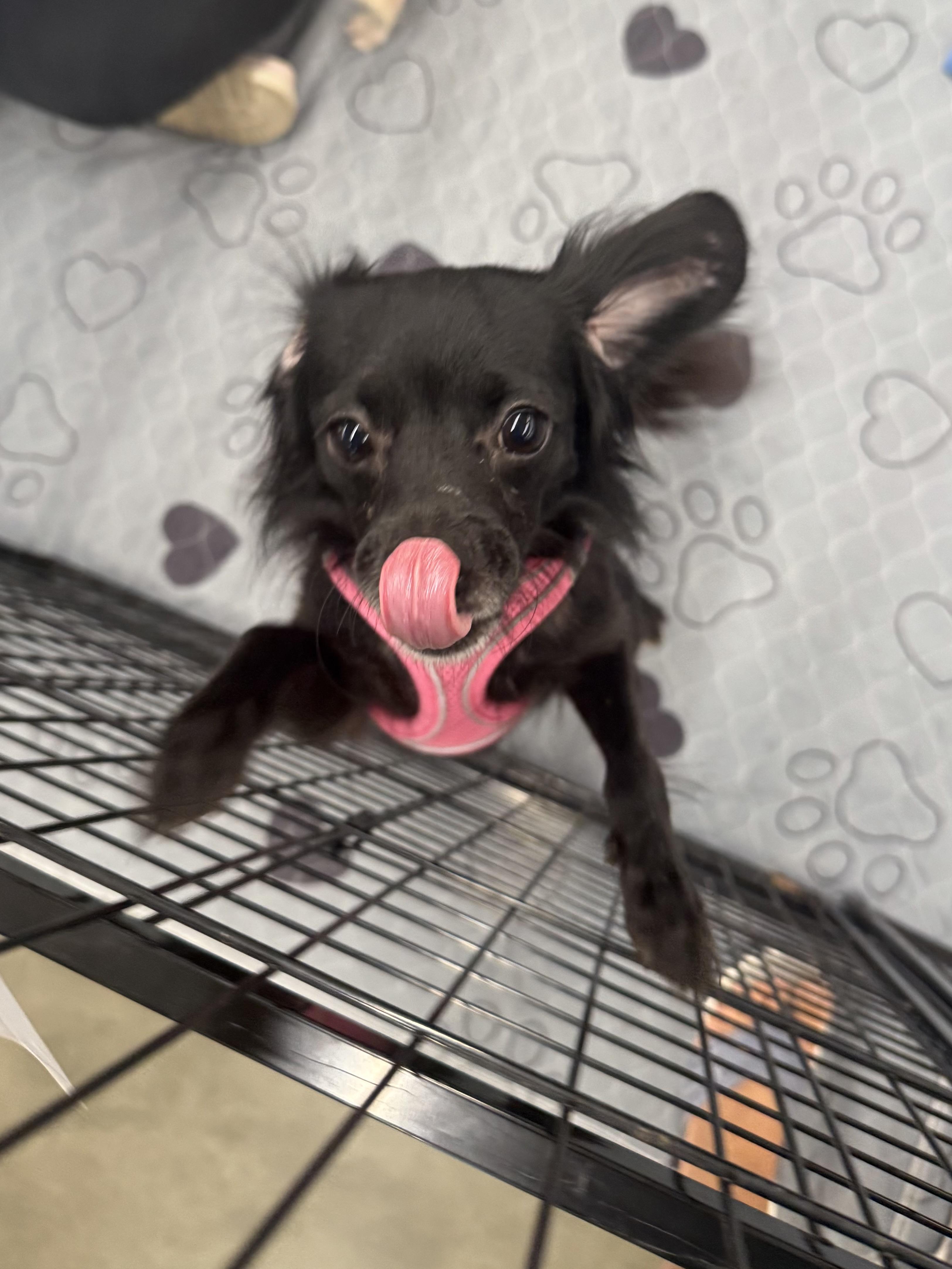 Marigold, an adoptable Papillon, Chihuahua in Kings Mountain, NC, 28086 | Photo Image 3