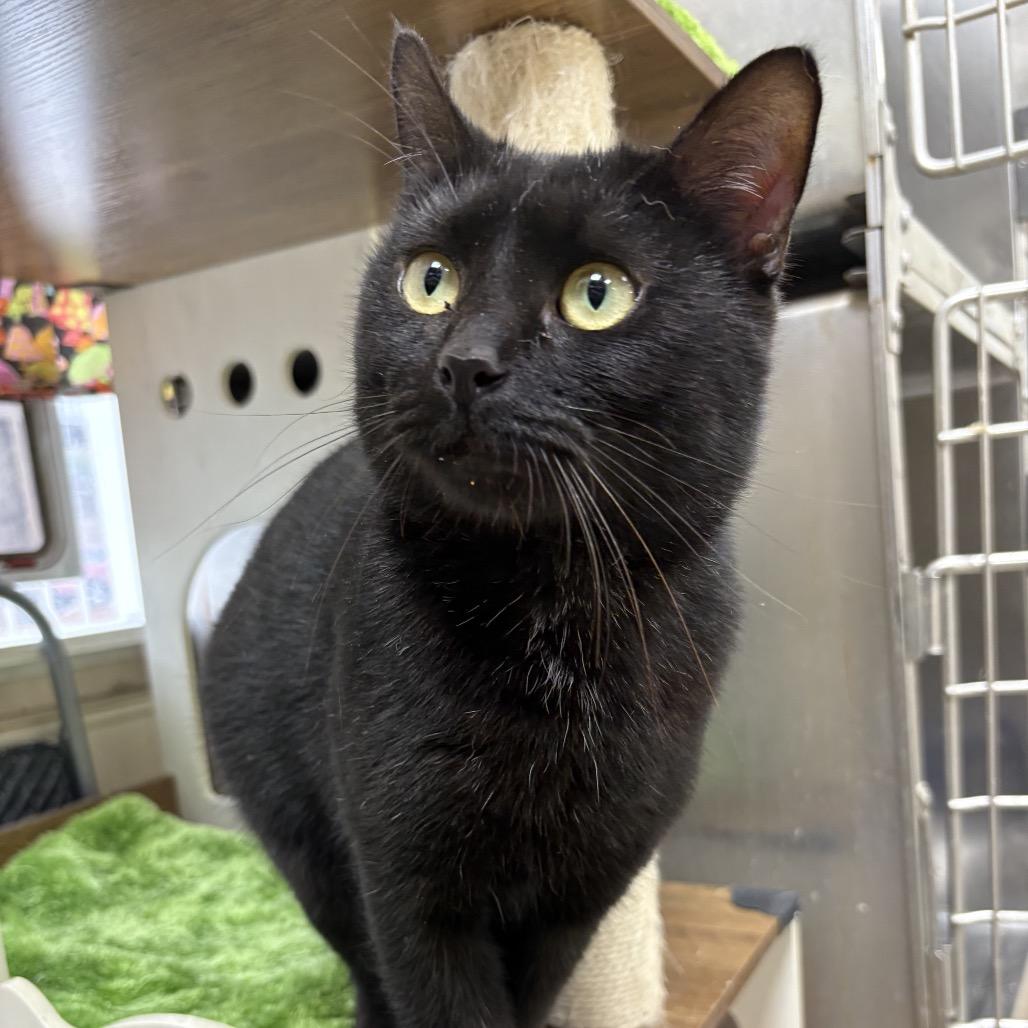 Binx, Adoptable, Young Male Domestic Short Hair.