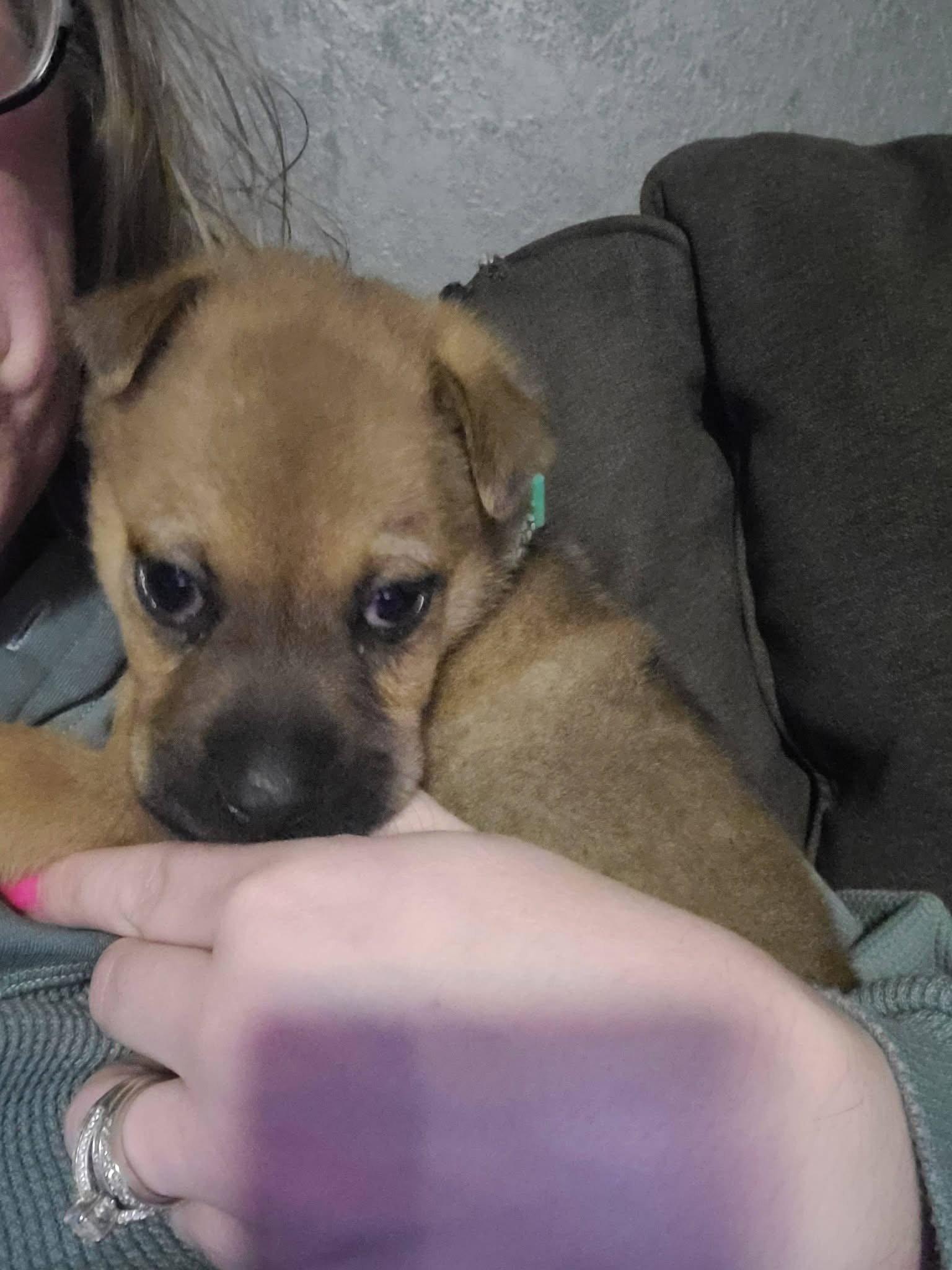 Enlarge Muenster, a Adoptable mixed breed in New London, WI image 1/3