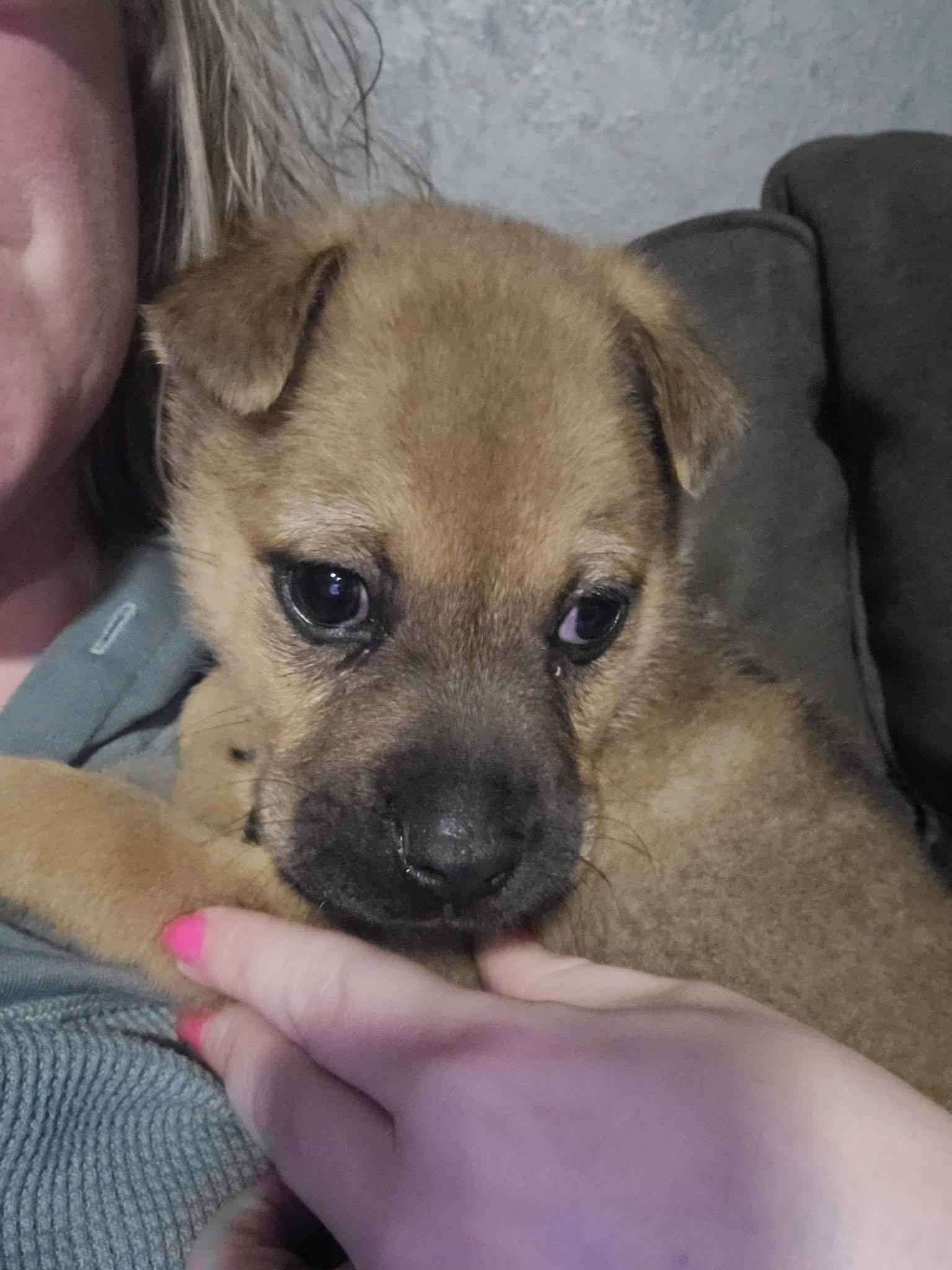 Enlarge Muenster, a Adoptable mixed breed in New London, WI image 2/3