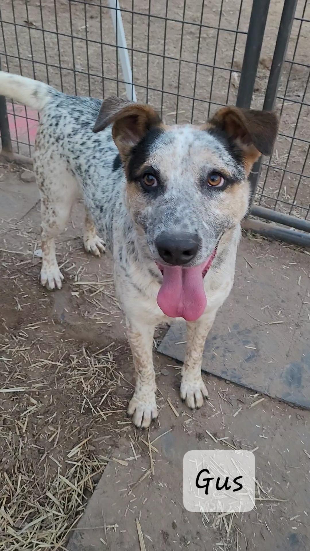 Enlarge Gus, a Adoptable mixed breed in Muskogee, OK image 2/3