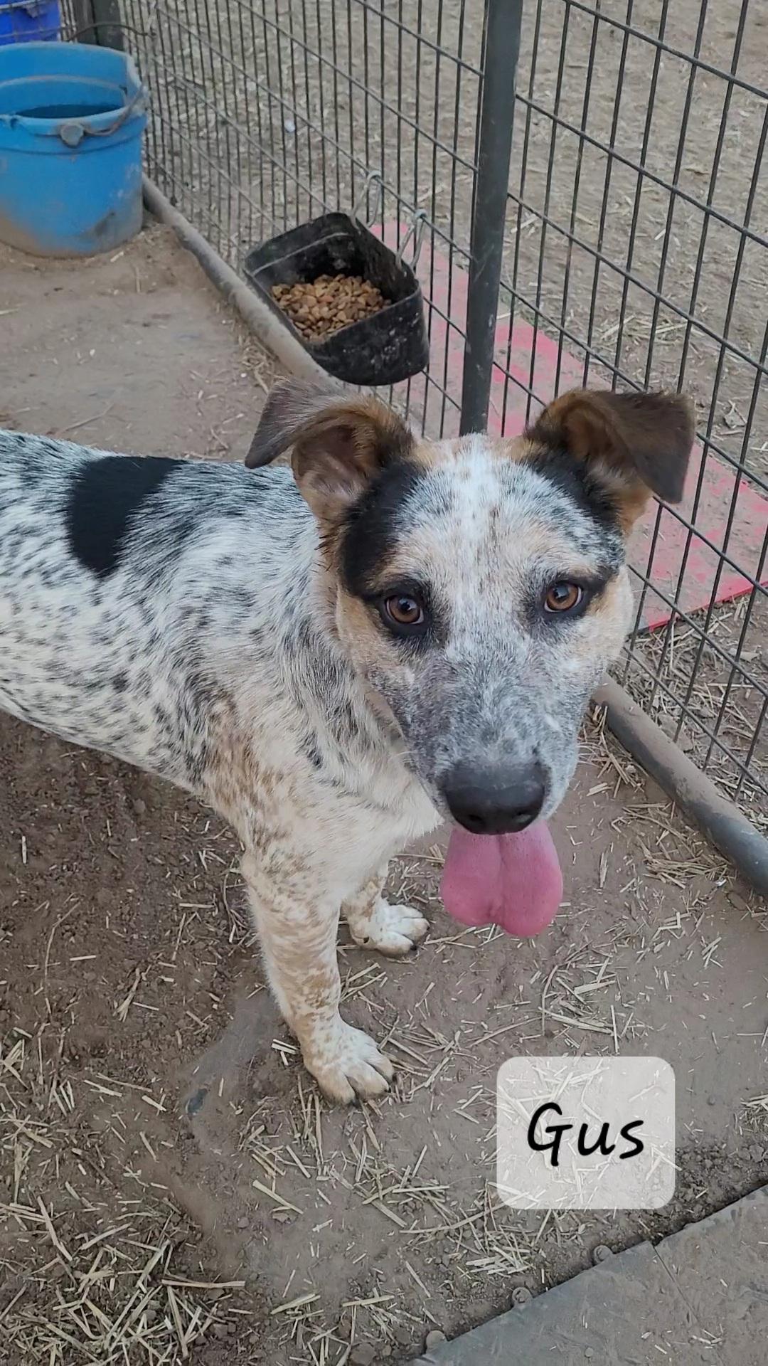 Enlarge Gus, a Adoptable mixed breed in Muskogee, OK image 1/3