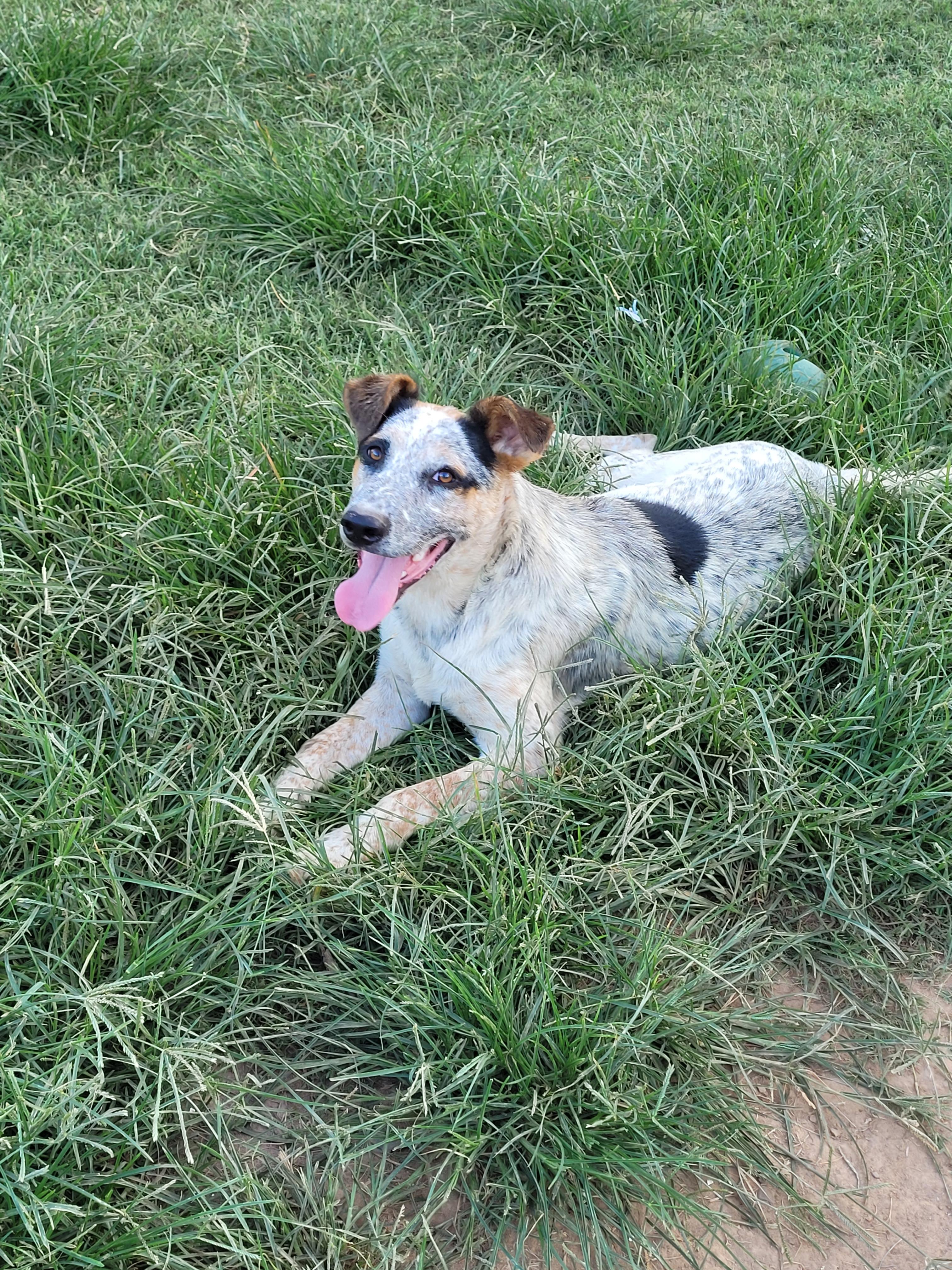 Gus, Adoptable, Young Male Cattle Dog.