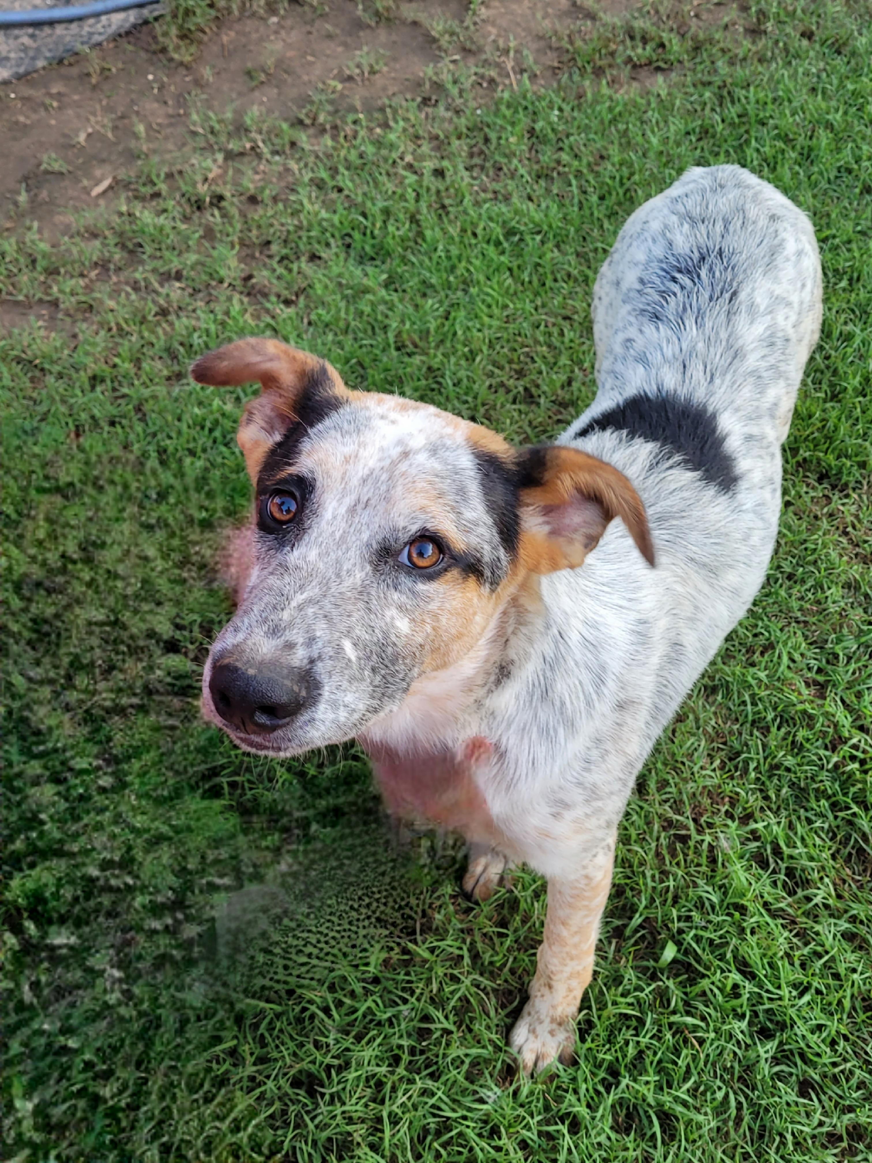 Enlarge Gus, a Adoptable mixed breed in Muskogee, OK image 4/4