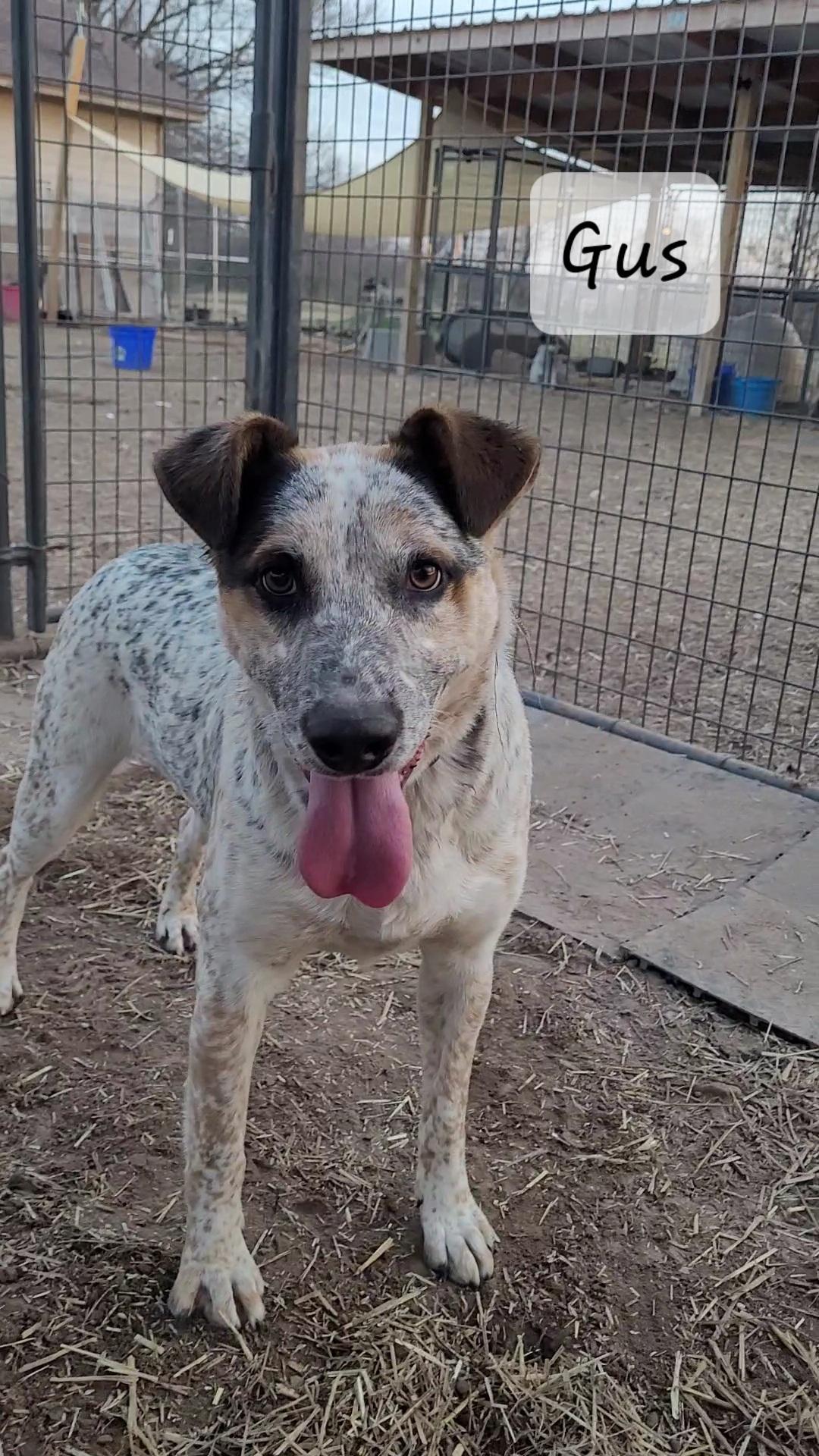 Enlarge Gus, a Adoptable mixed breed in Muskogee, OK image 3/3