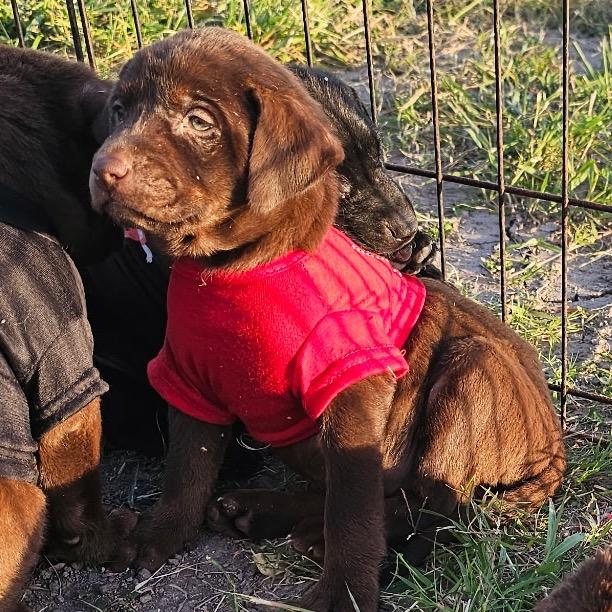 Hera, Adoptable, Puppy Female Doberman Pinscher.