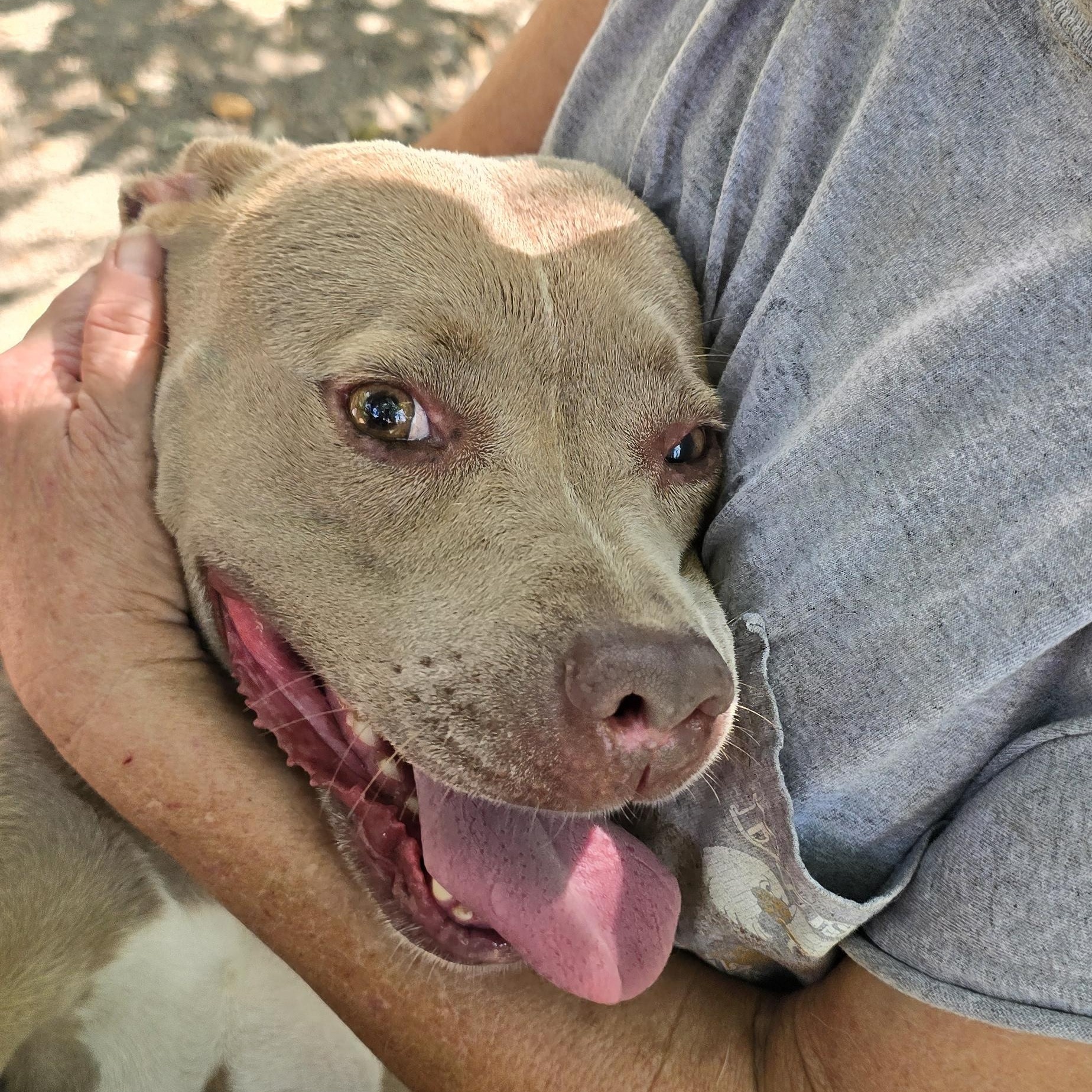 Enlarge Tribeca, a Adoptable mixed breed in Arlington, TN image 2/6