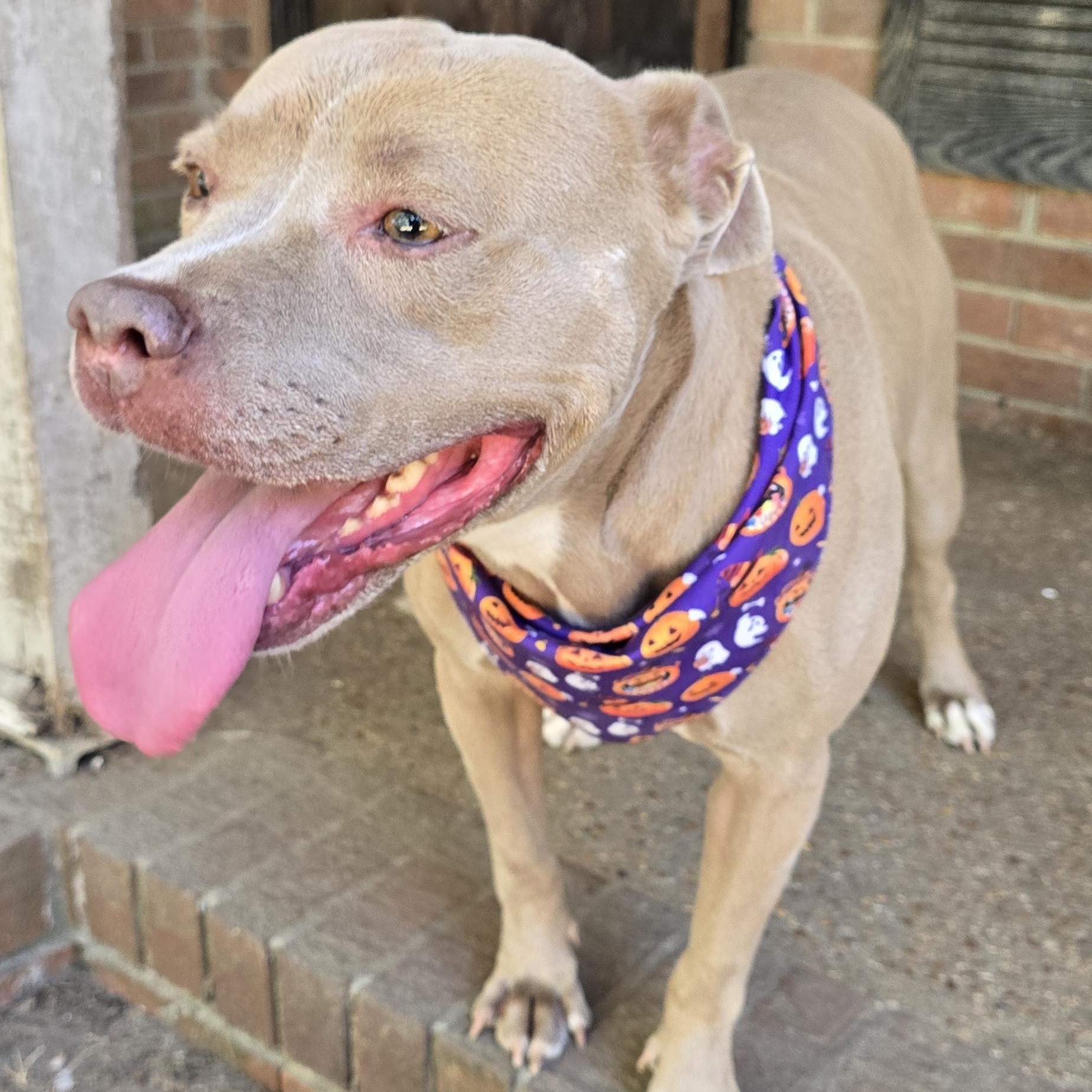 Enlarge Tribeca, a Adoptable mixed breed in Arlington, TN image 4/6
