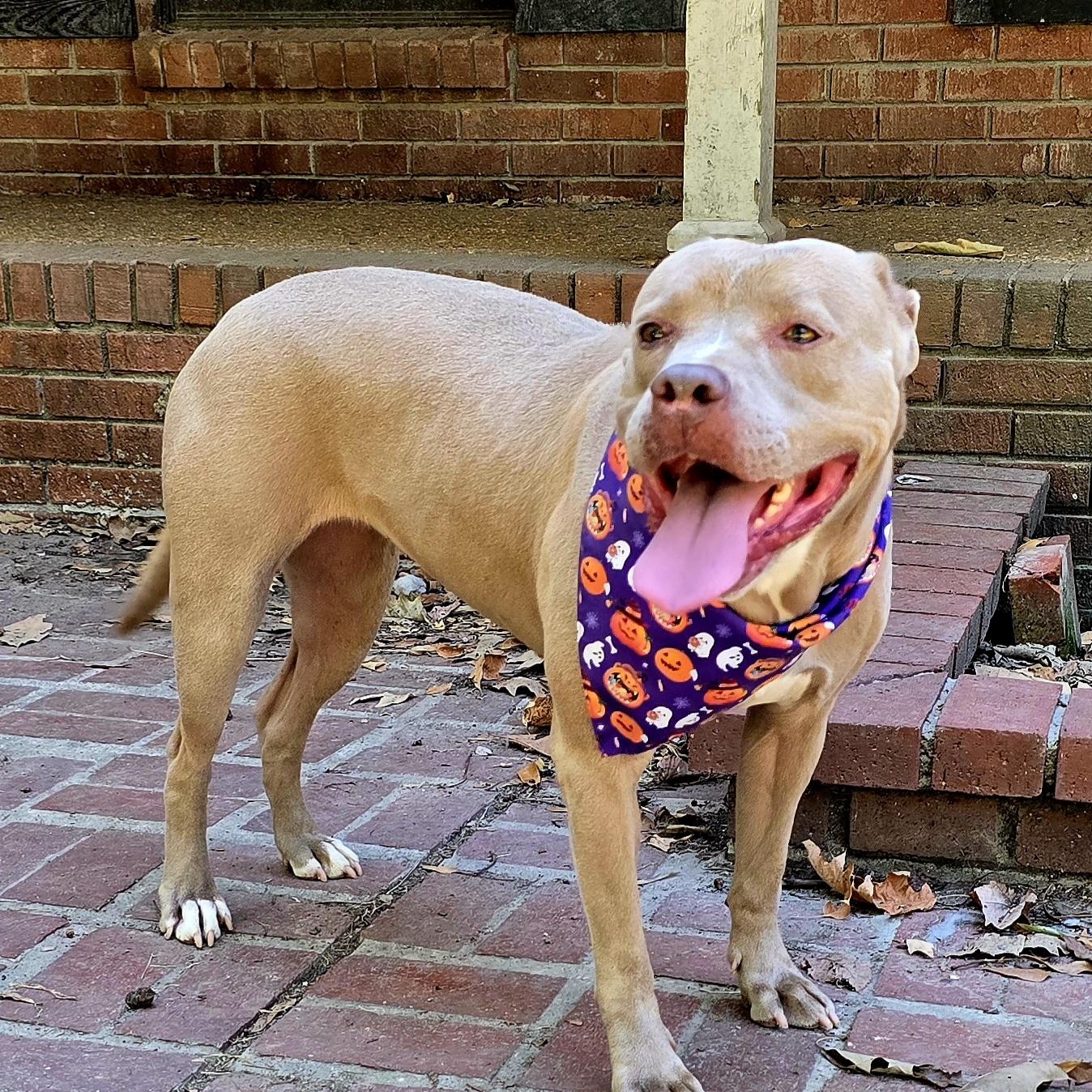 Tribeca, Adoptable, Young Female Pit Bull Terrier.