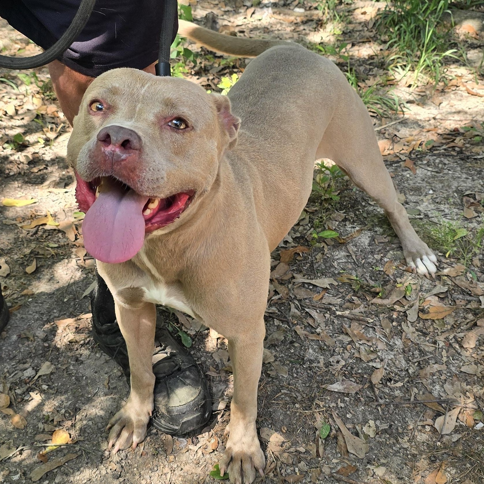 Enlarge Tribeca, a Adoptable mixed breed in Arlington, TN image 3/6