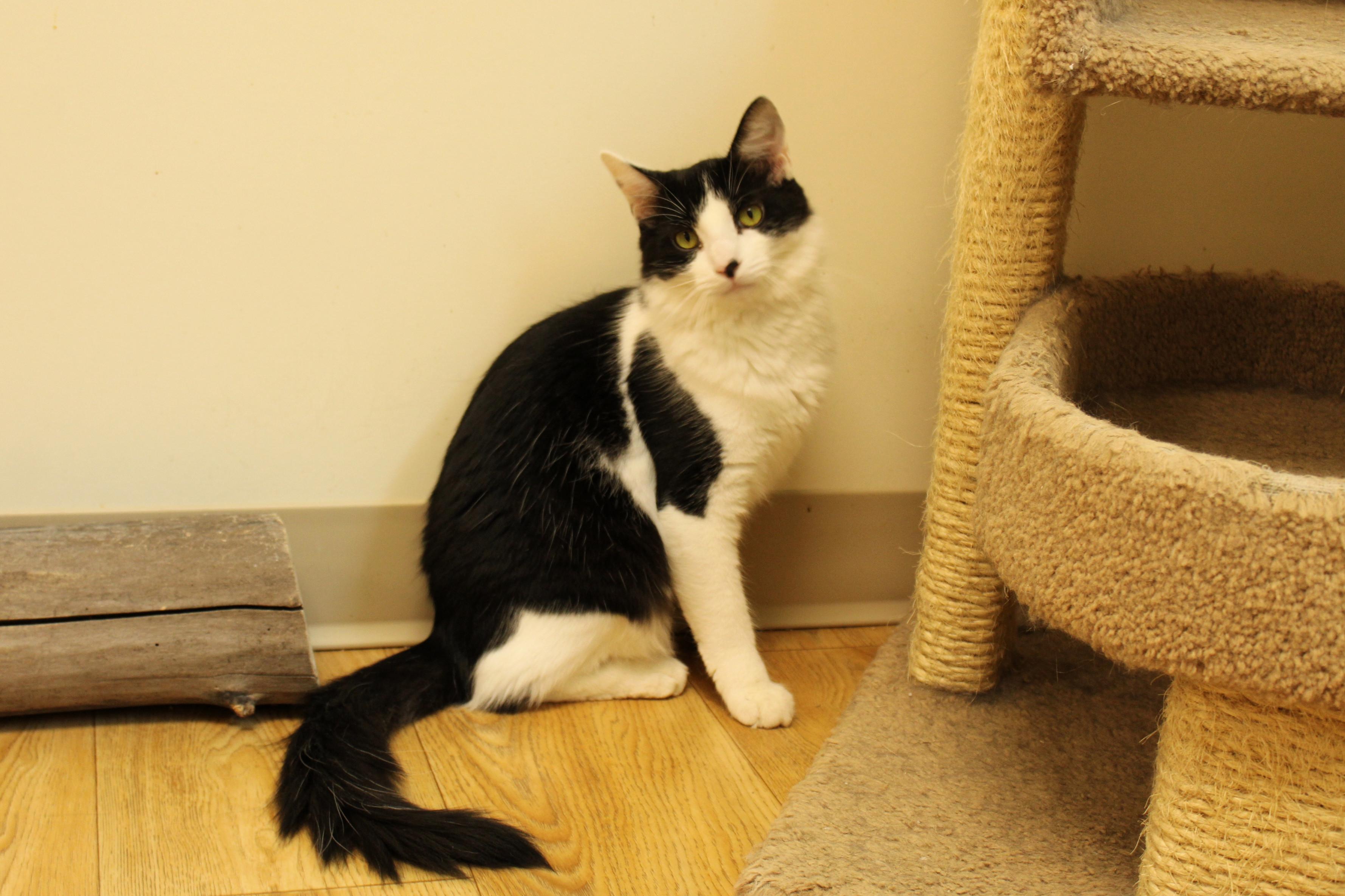 Jackson, Adoptable, Young Male Domestic Long Hair.