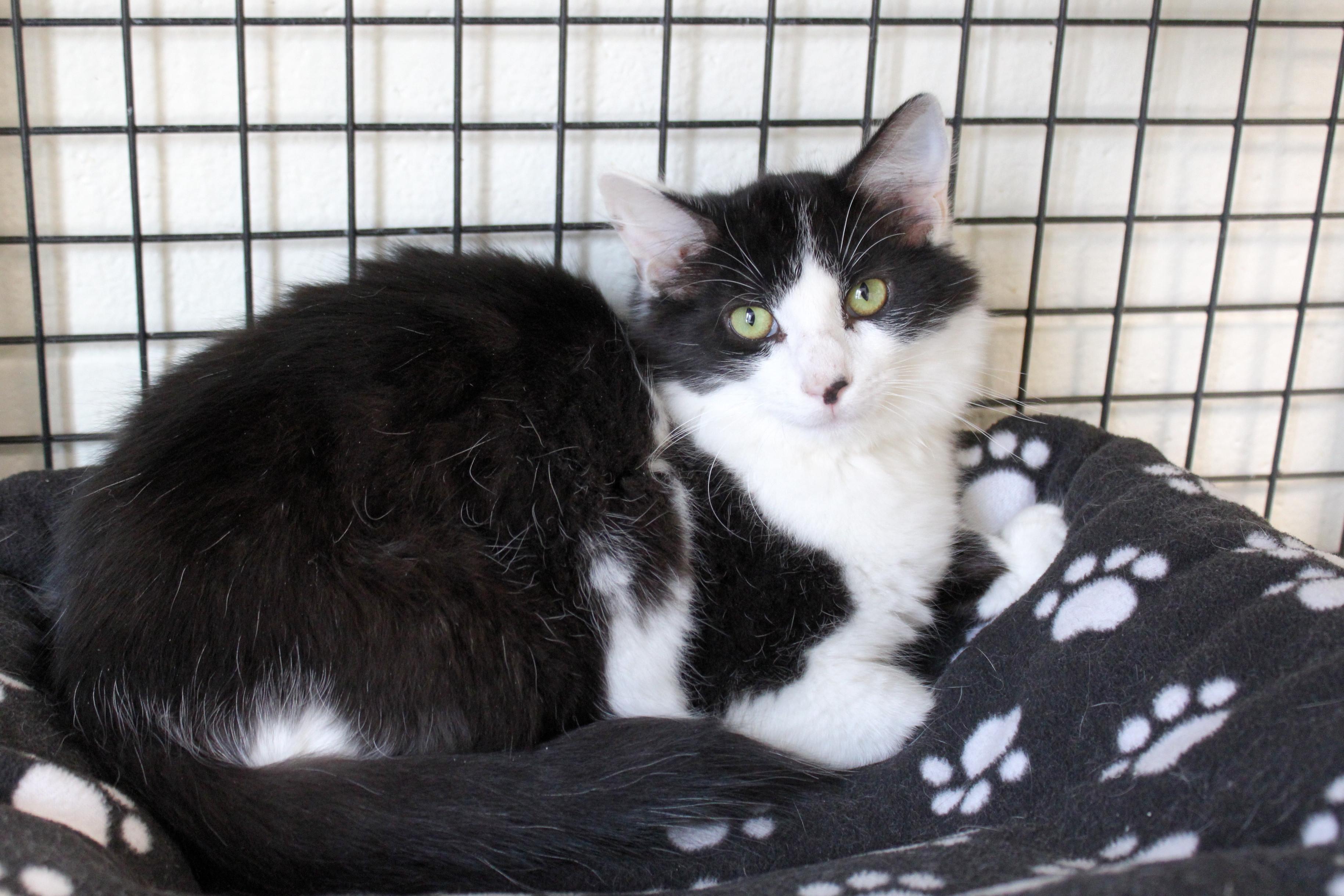 Jackson, a Adoptable Domestic Long Hair in Urbana, OH image 6/6