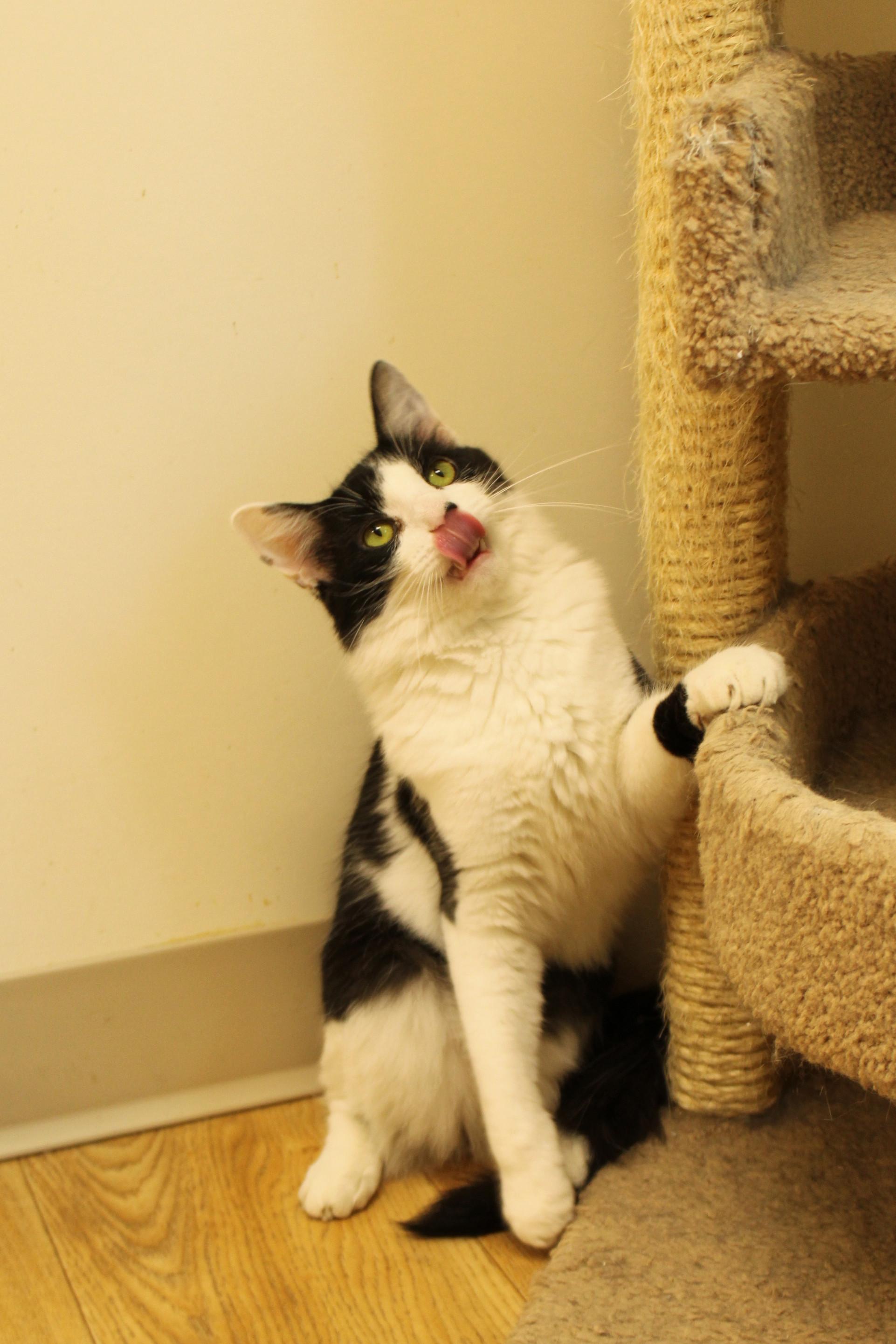Jackson, a Adoptable Domestic Long Hair in Urbana, OH image 2/6