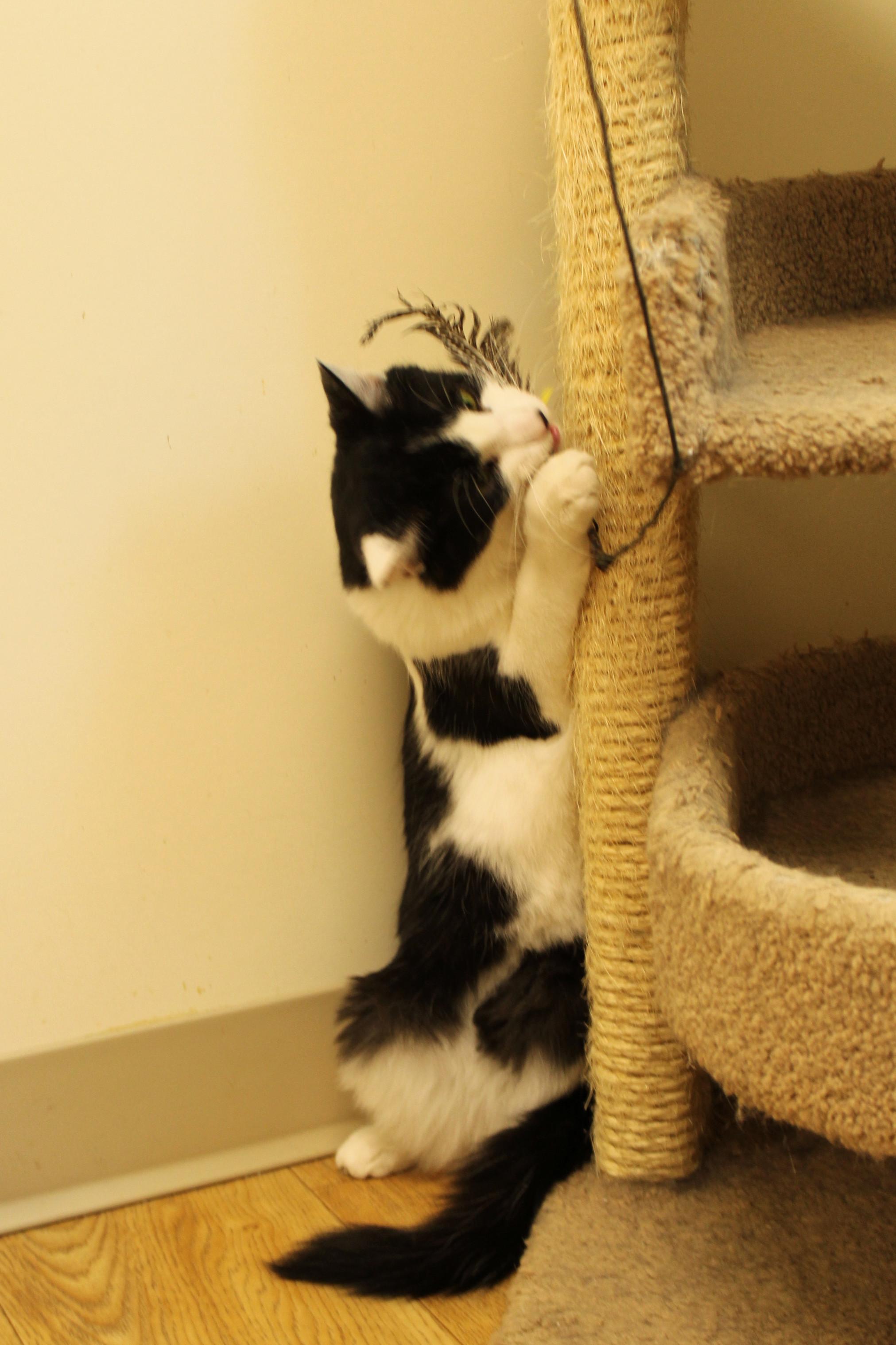 Jackson, a Adoptable Domestic Long Hair in Urbana, OH image 3/6