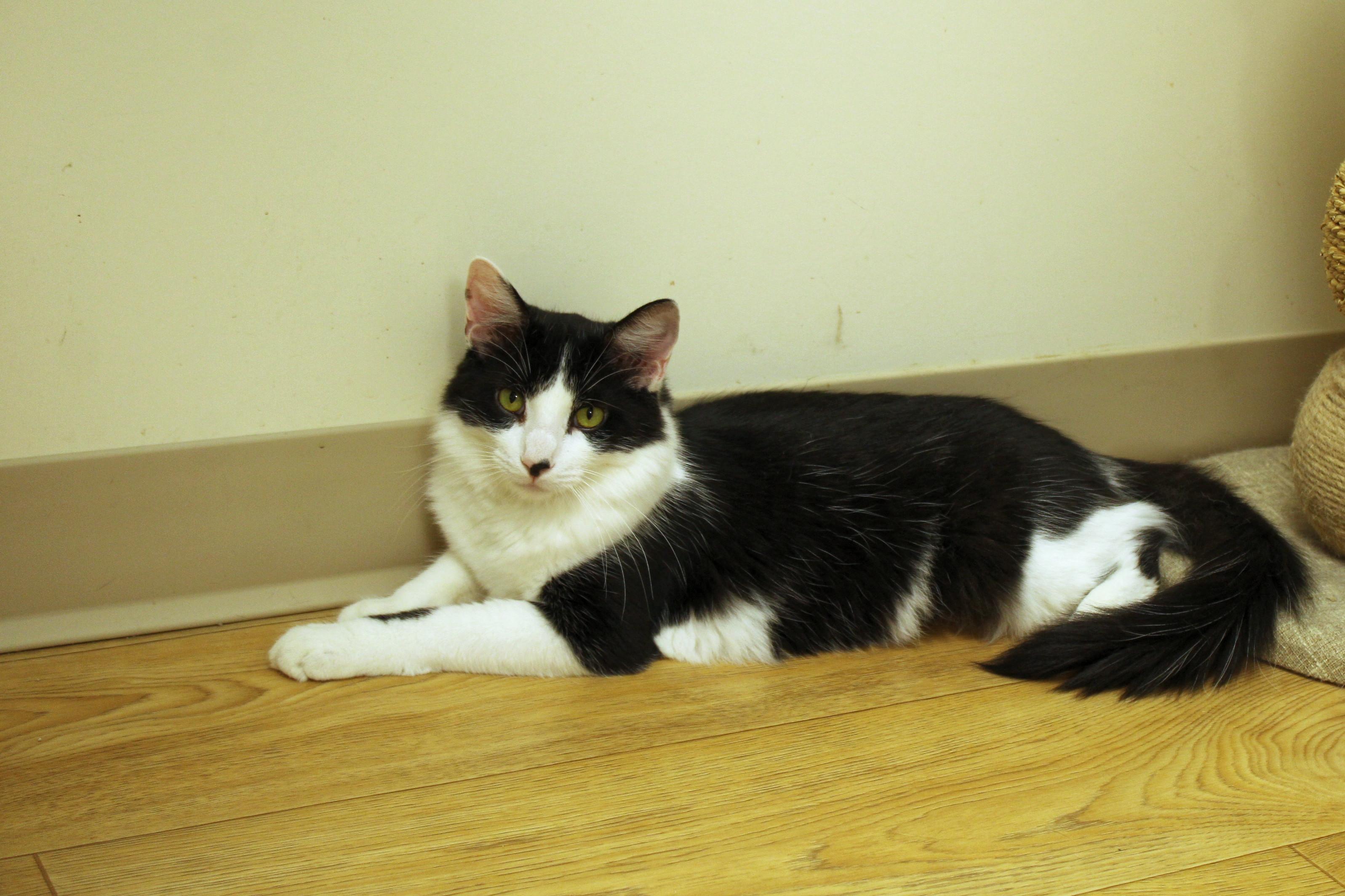 Jackson, a Adoptable Domestic Long Hair in Urbana, OH image 4/6