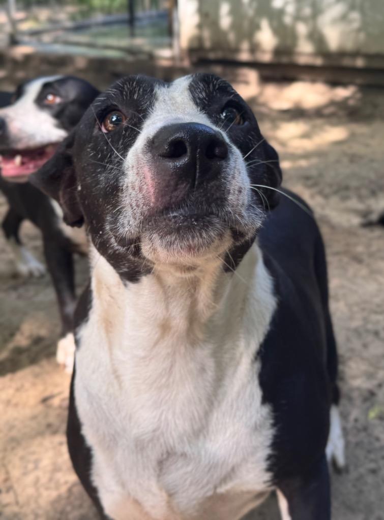 Enlarge Elly, a Adoptable mixed breed in Waynesville, GA image 1/2