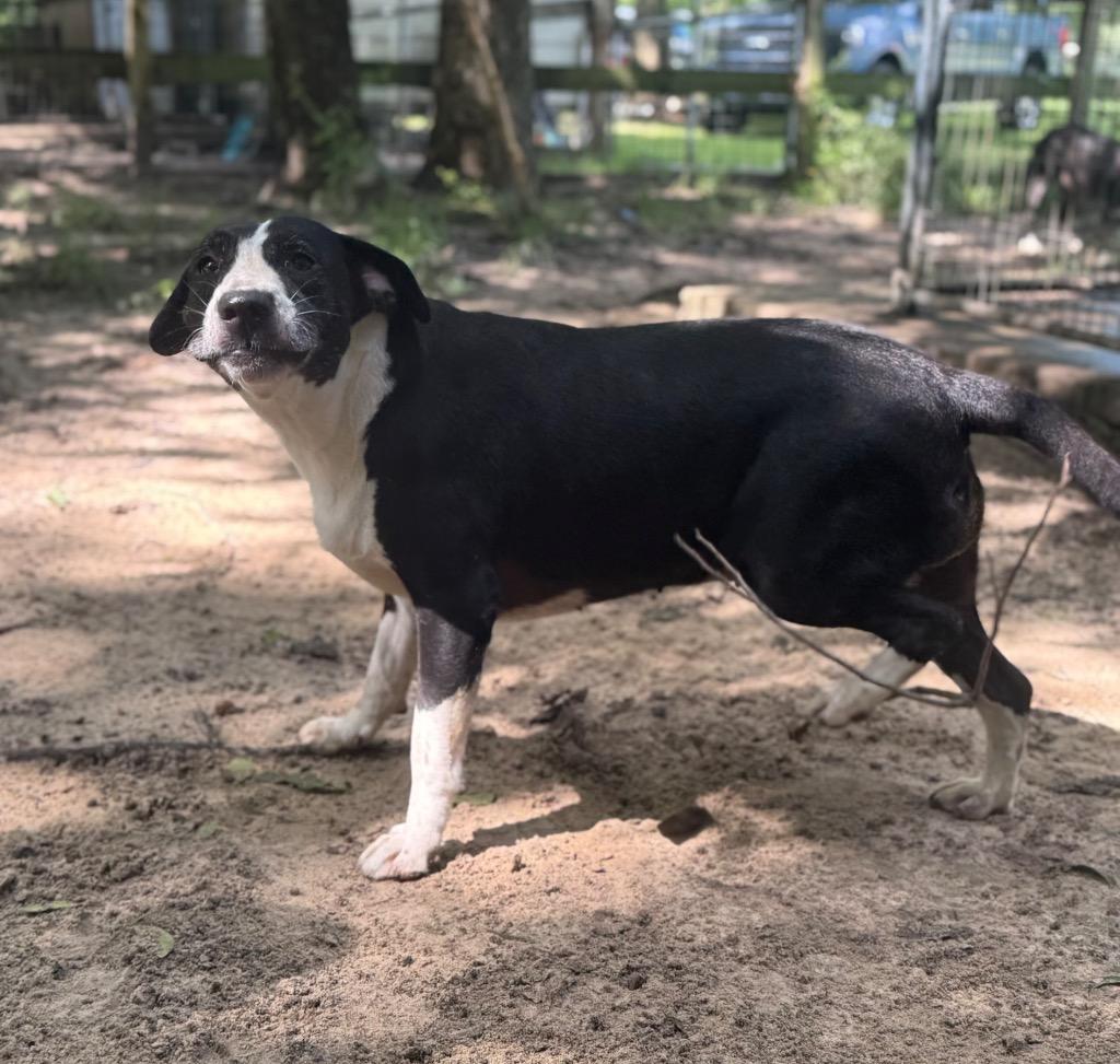 Enlarge Elly, a Adoptable mixed breed in Waynesville, GA image 2/2