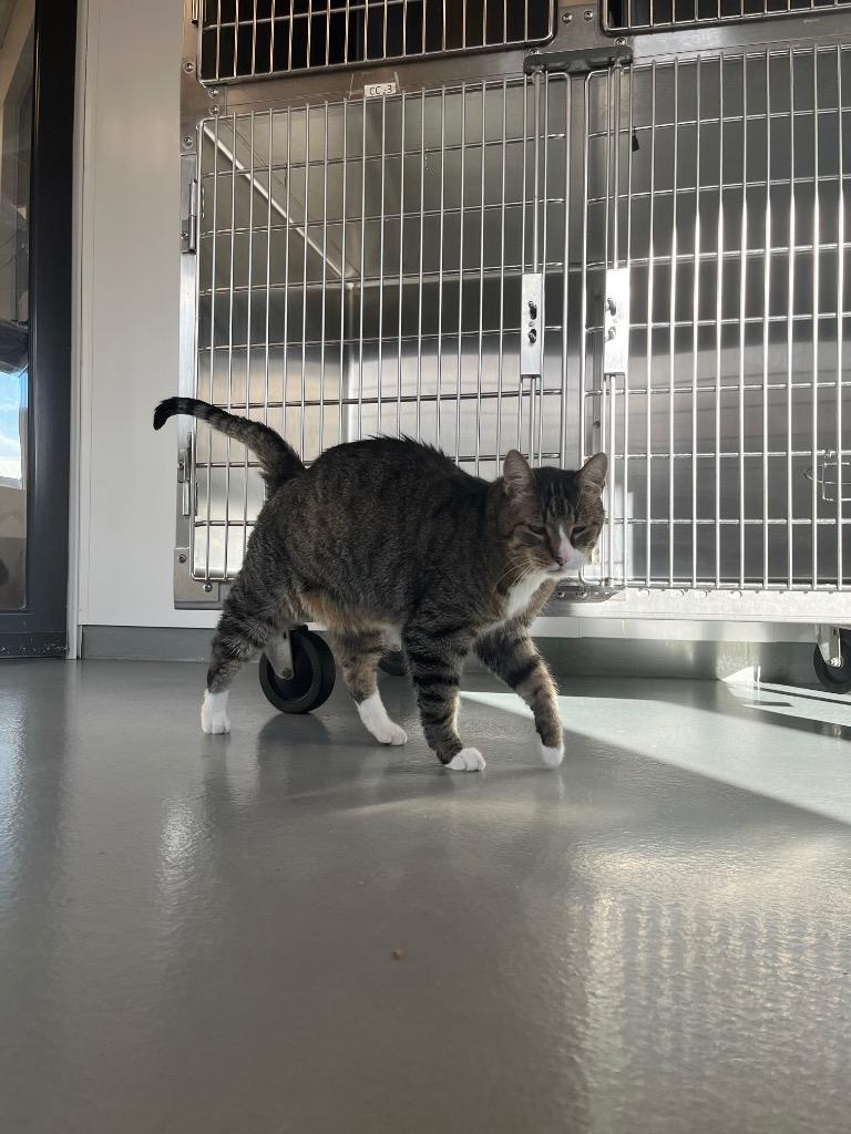 Enlarge Quinton, a Adoptable mixed breed in Barron, WI image 2/6