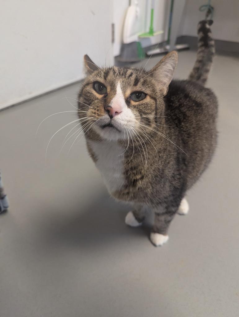 Enlarge Quinton, a Adoptable mixed breed in Barron, WI image 3/6