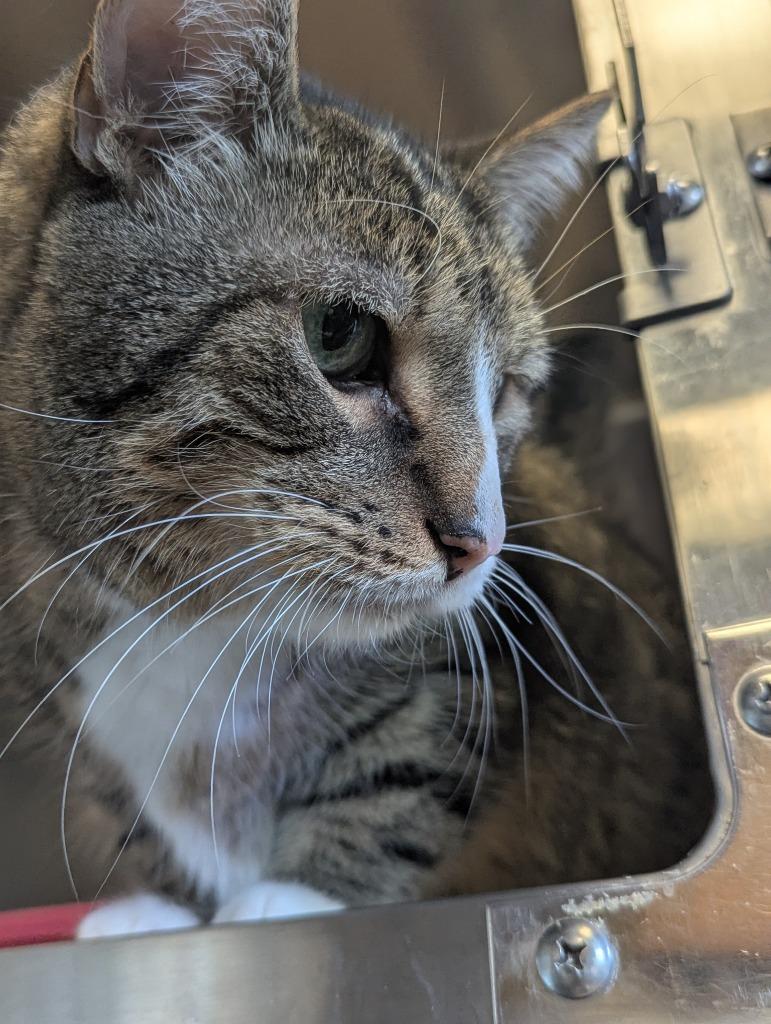 Enlarge Quinton, a Adoptable mixed breed in Barron, WI image 4/6