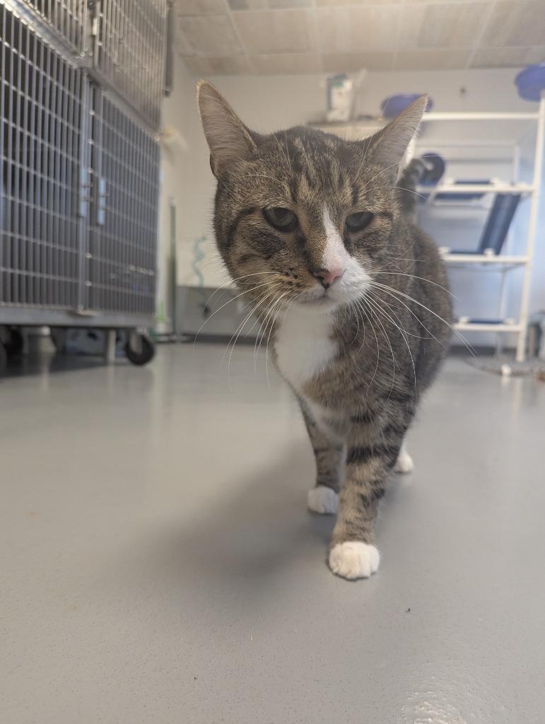 Enlarge Quinton, a Adoptable mixed breed in Barron, WI image 5/6