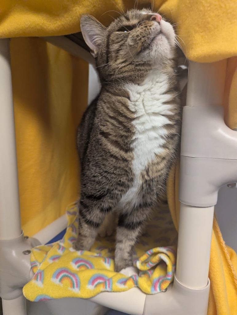 Enlarge Quinton, a Adoptable mixed breed in Barron, WI image 6/6