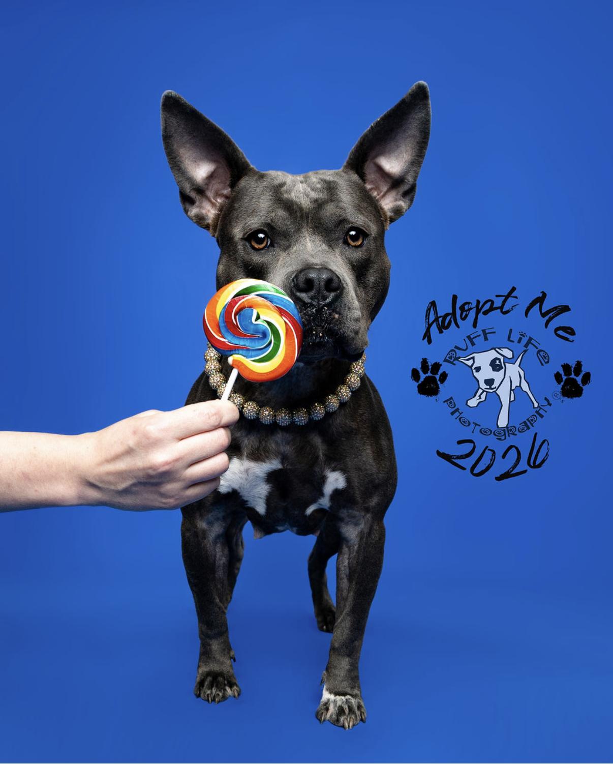 Giddy, a ADOPTABLE mixed breed in Pleasant Ridge, MI image 2/6