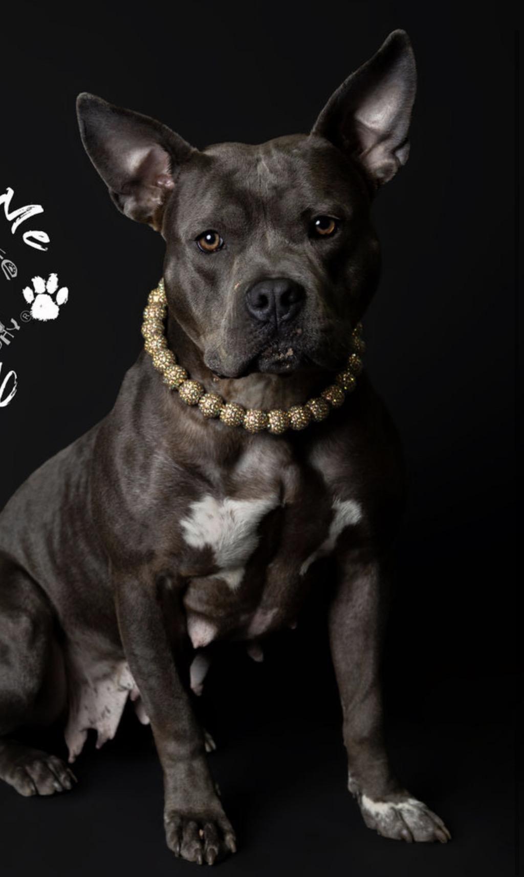 Giddy, a ADOPTABLE mixed breed in Pleasant Ridge, MI image 4/6