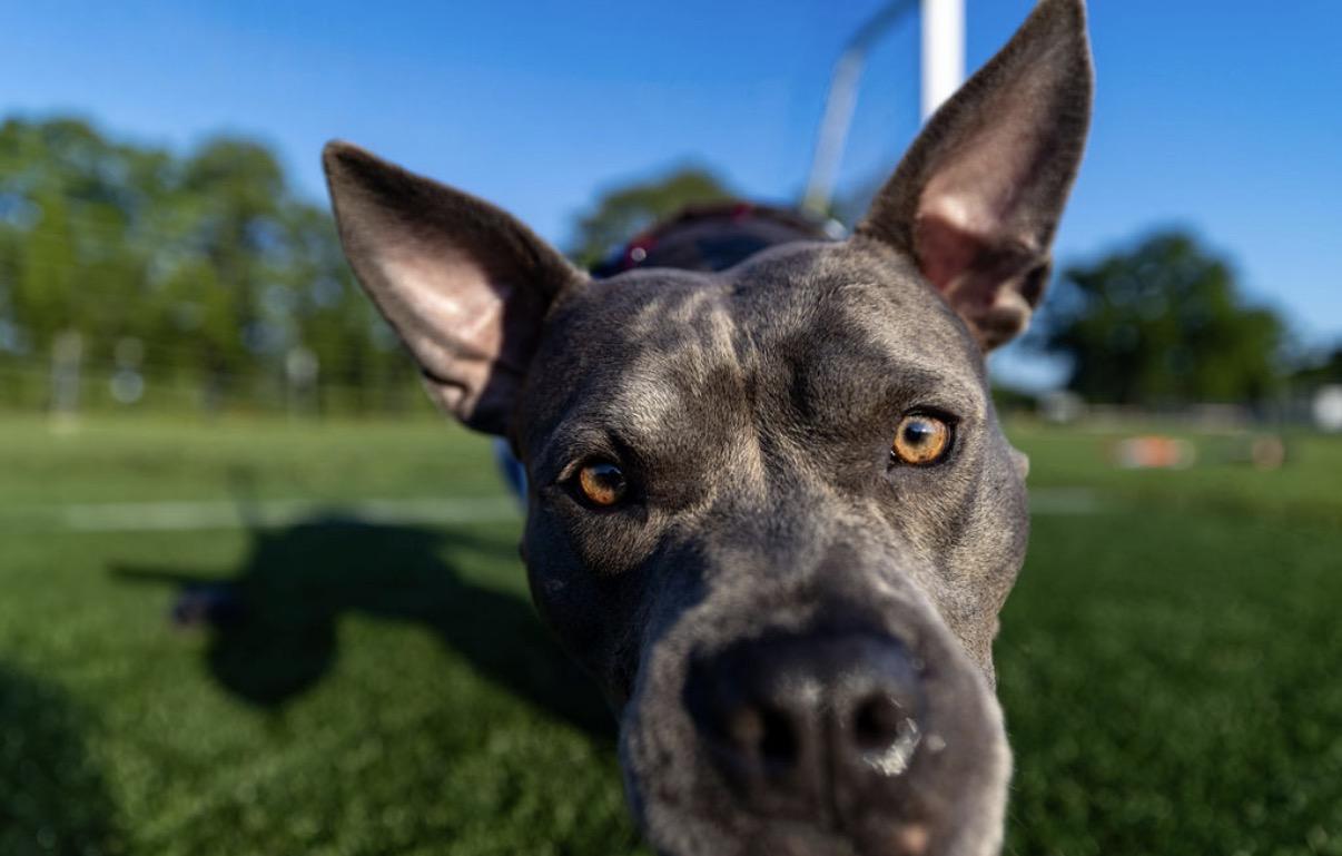 Enlarge Giddy, a Adoptable mixed breed in Pleasant Ridge, MI image 1/6