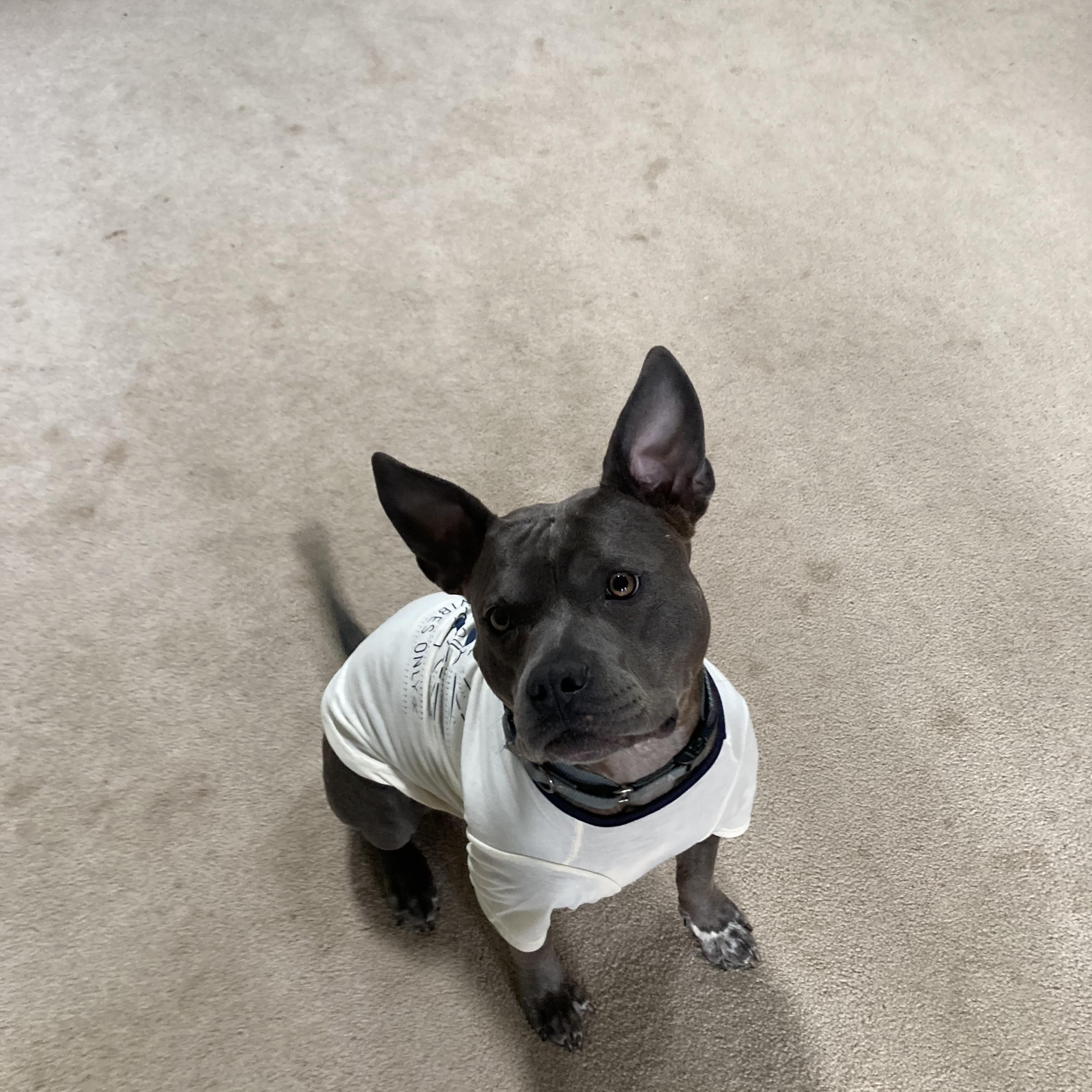Giddy, ADOPTABLE, Adult Female Mixed Breed & American Bully.