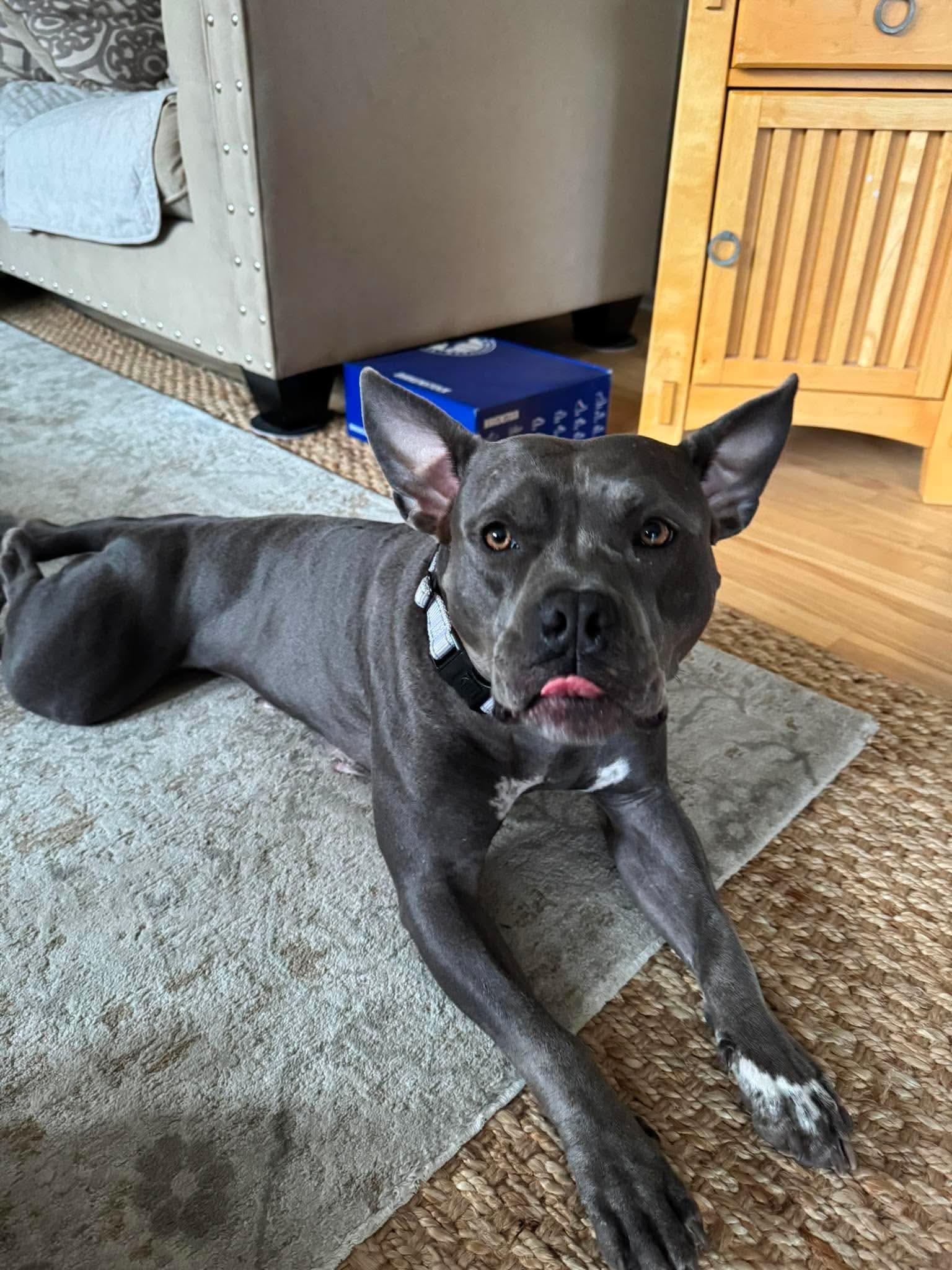 Enlarge Giddy, a Adoptable mixed breed in Pleasant Ridge, MI image 2/6